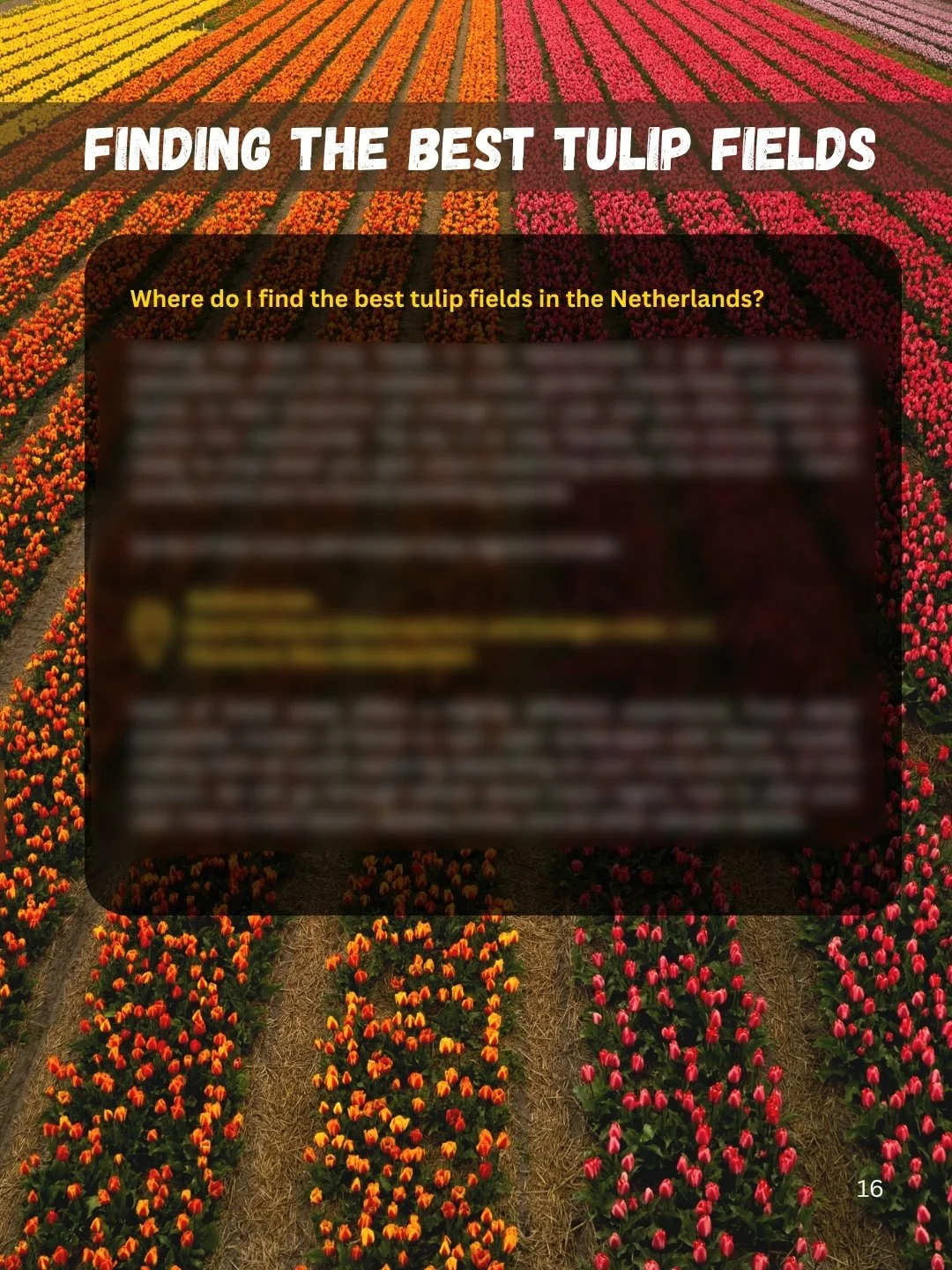 finding the gbest tulip fiuelds.jpg