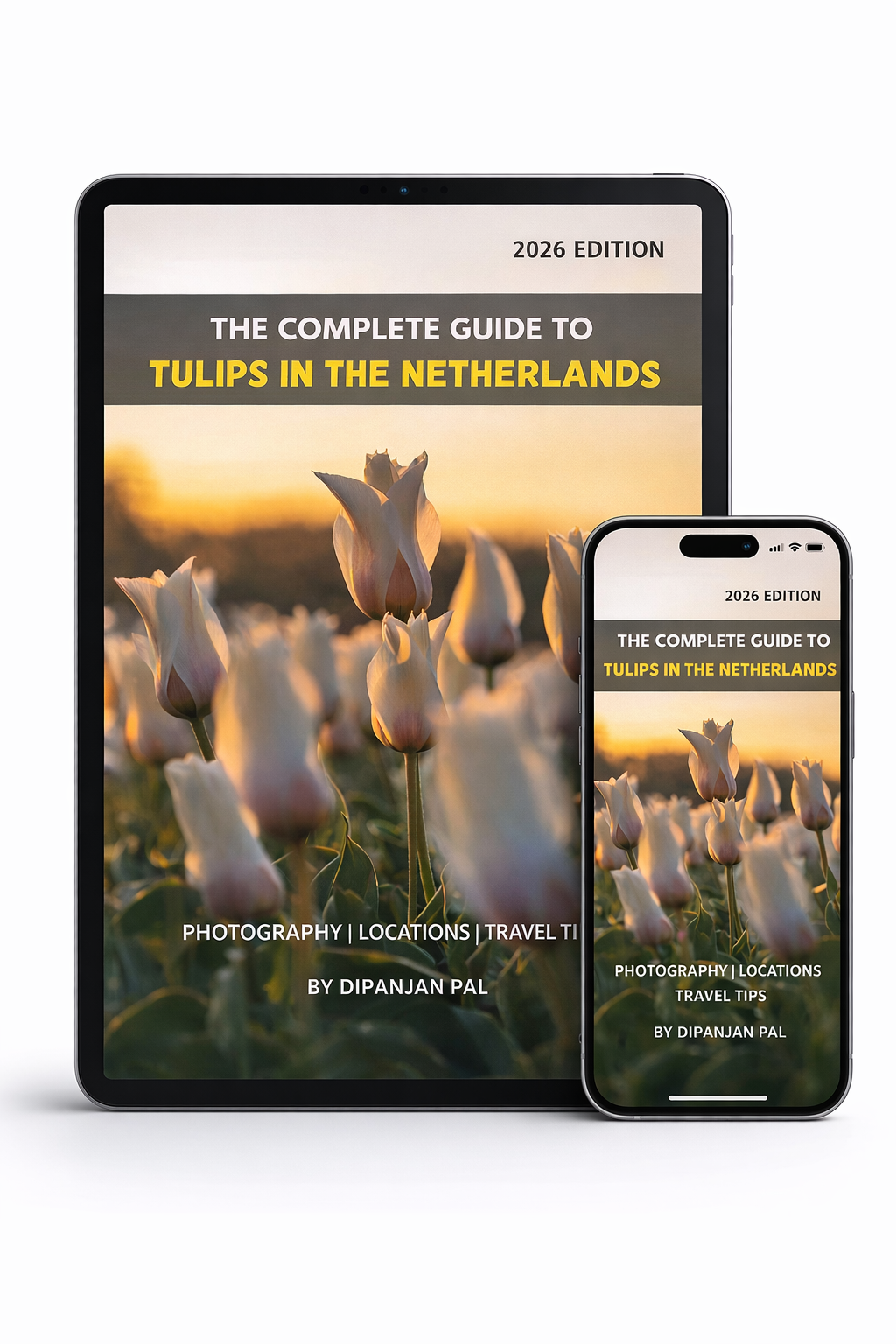 The Complete Guide to Tulips in the Netherlands