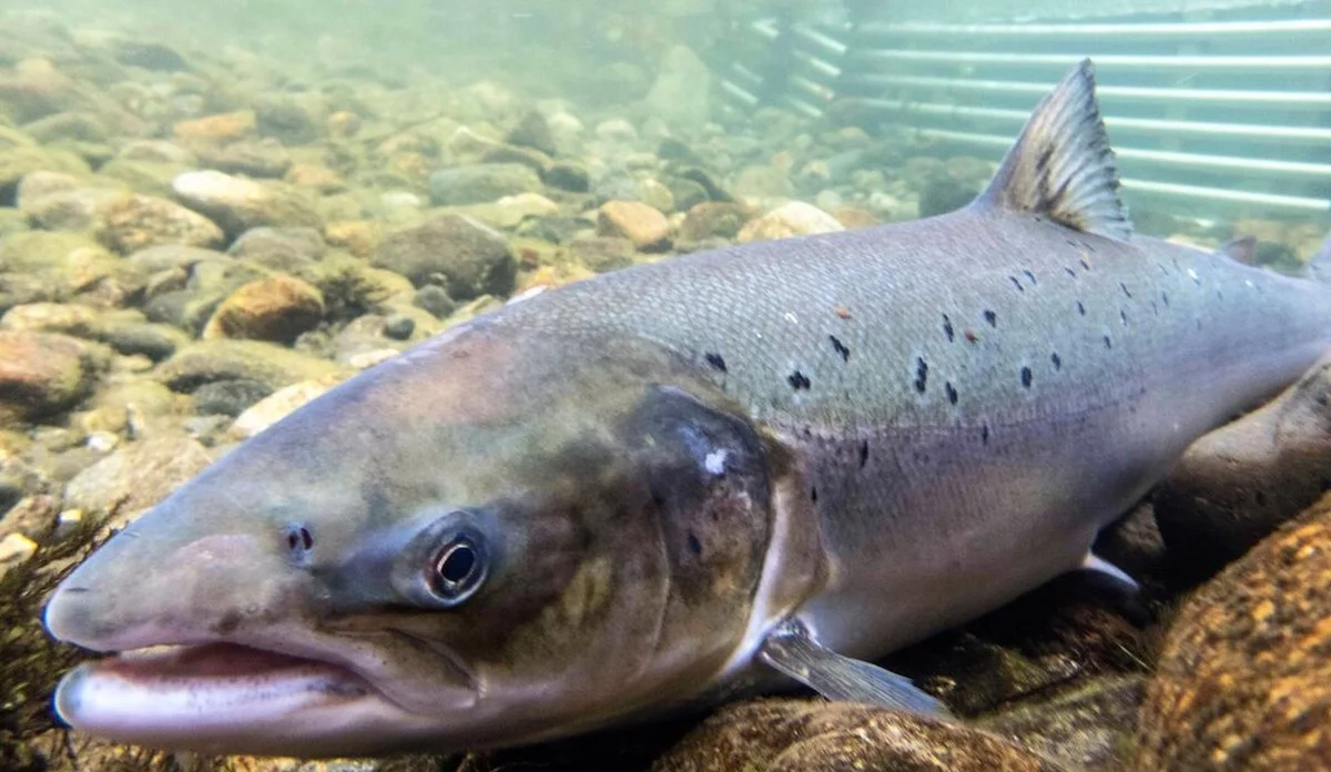 Illustrasjonsbilete av laksefisk, lånt av Havforskningsinstituttet