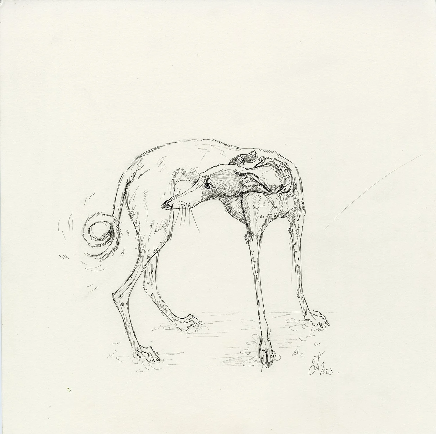 twistedgreyhoundinkweb.jpg