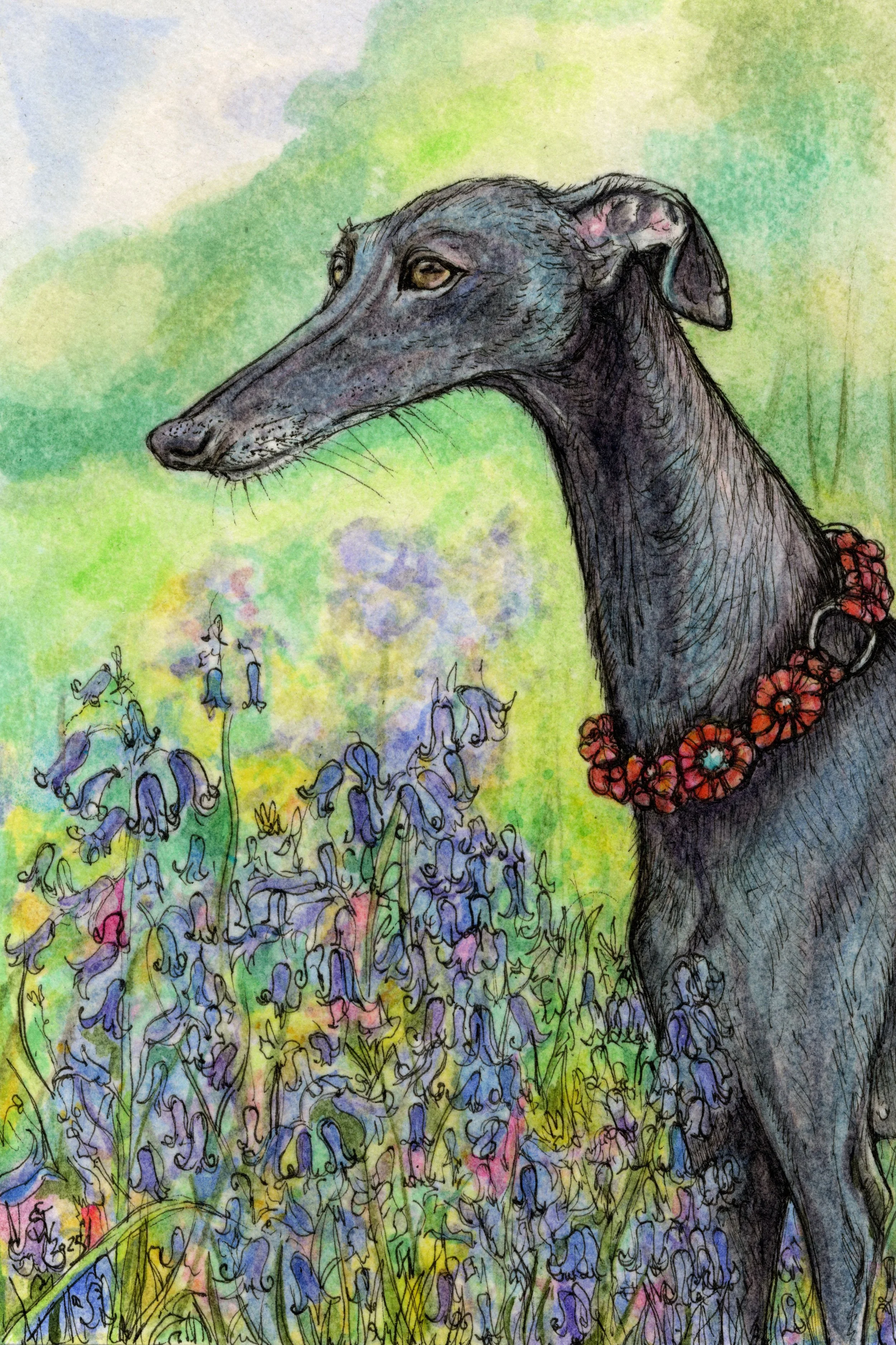 greyhoundbluebells2.jpg