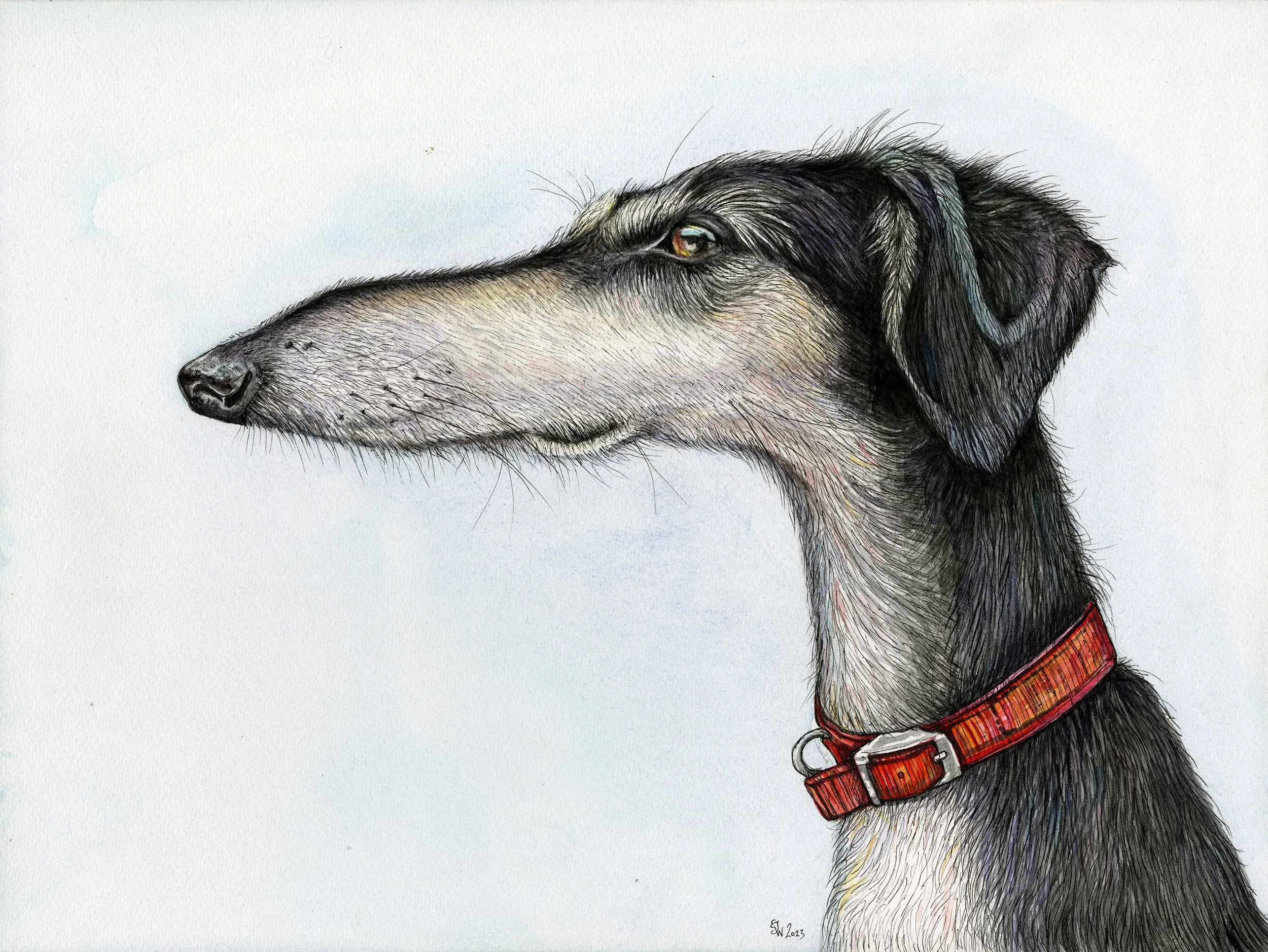 "Wilf" Head Study Portrait.