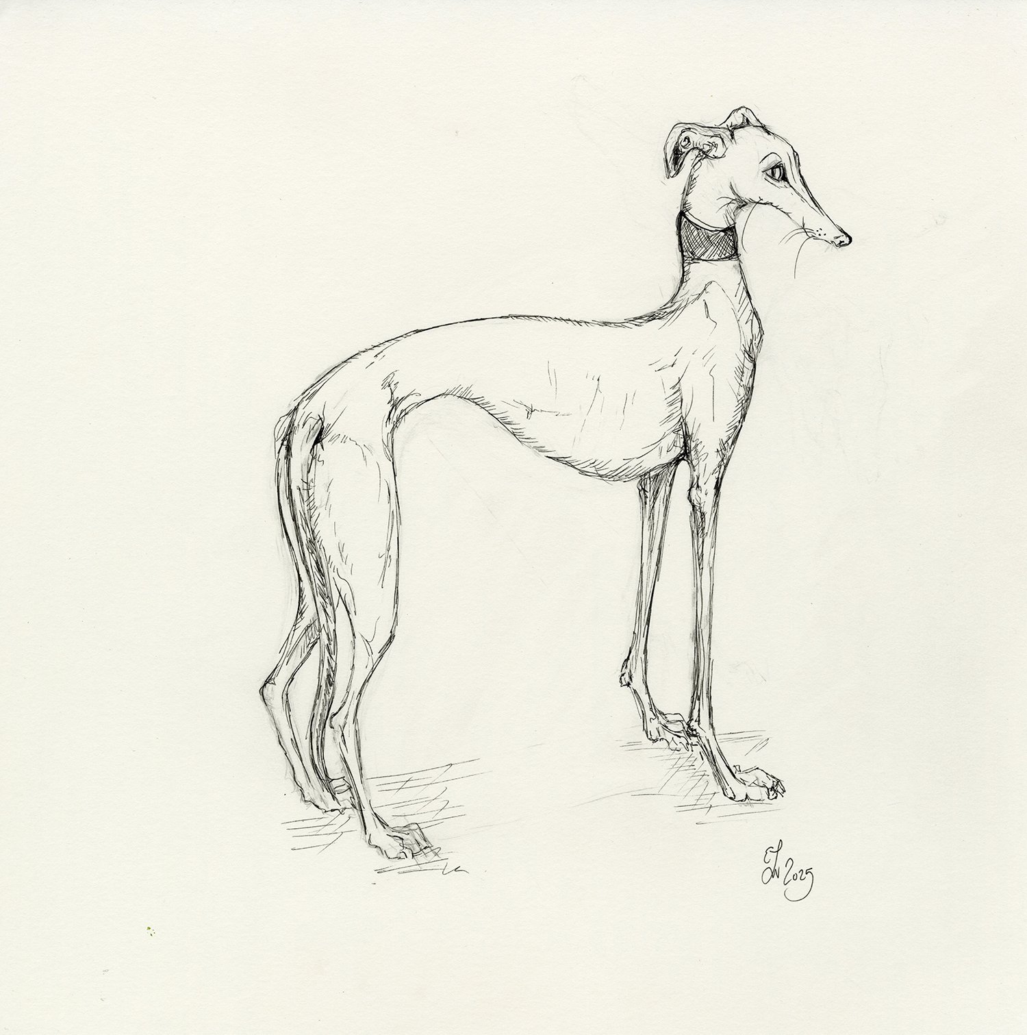 whippetinksketchweb.jpg
