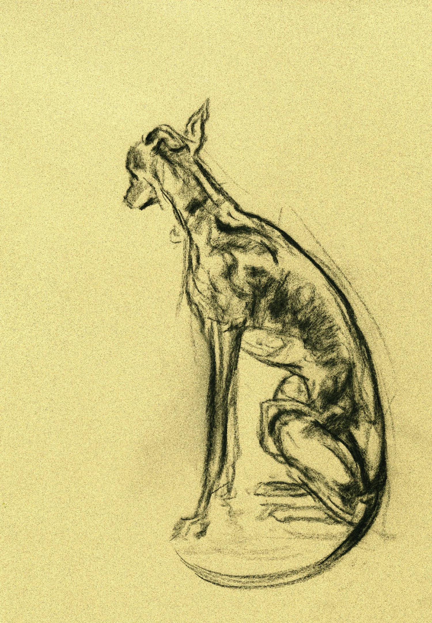 silkycharcoalsketchweb.jpg