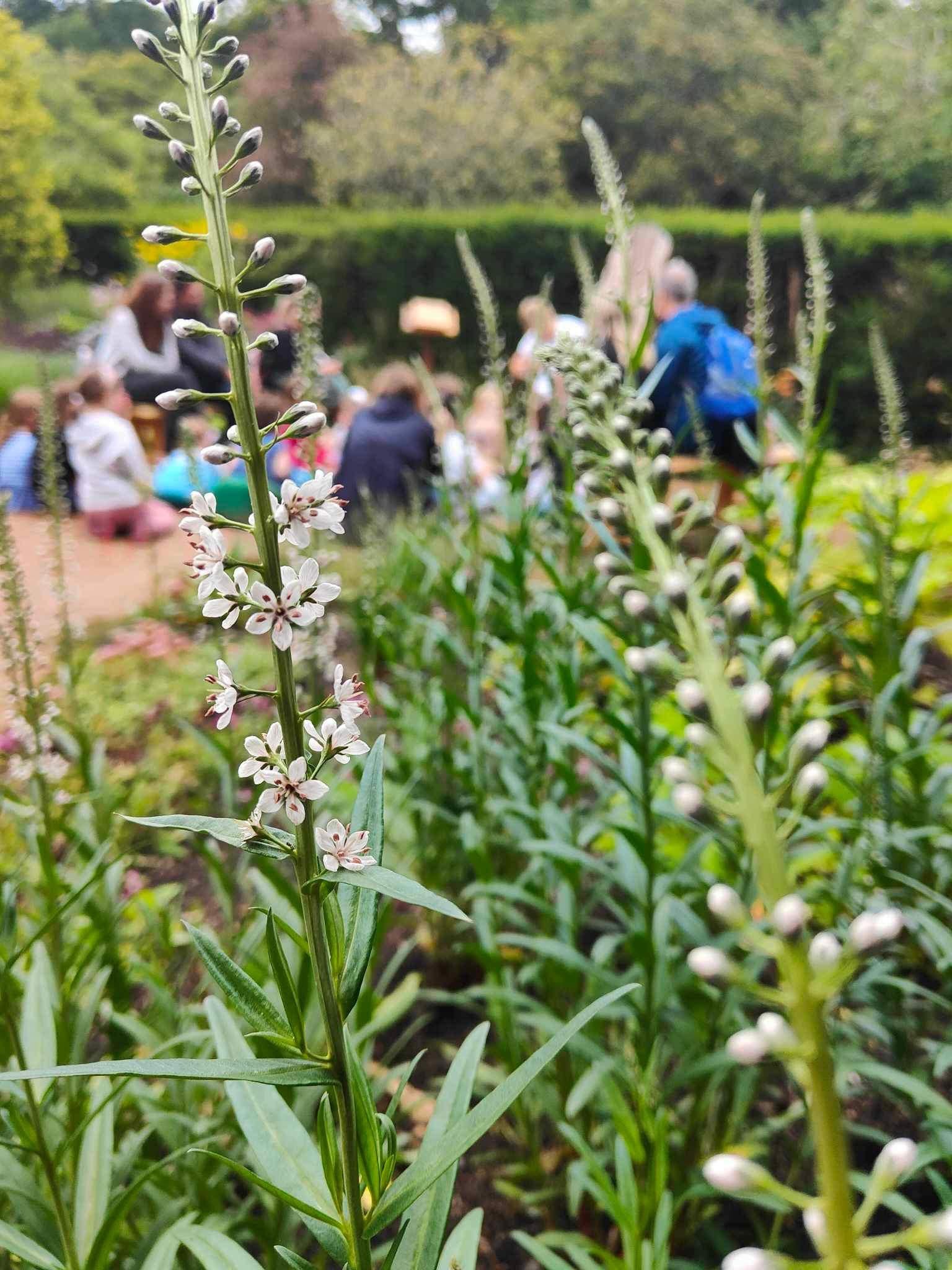Nature is key!
So much of what I write is inspired by nature, and this beautiful garden at Wallington Hall was the perfect place to share a special story.