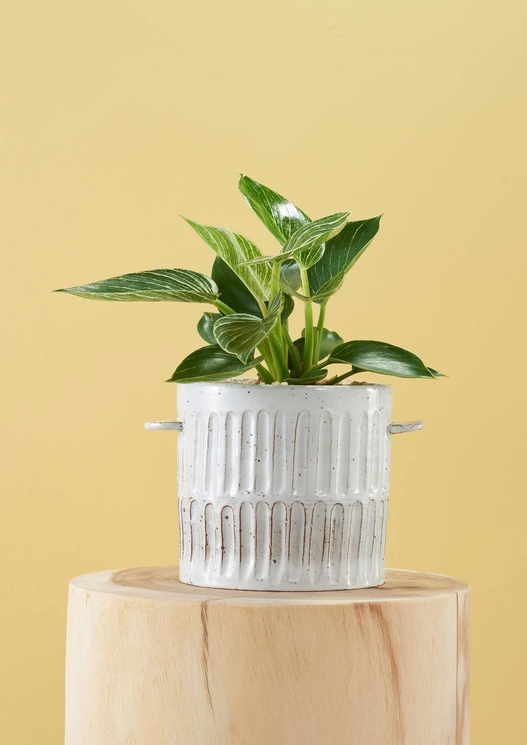Milk-Wash-Artisan-Plant-Pot-Styled-Large-Vertical-Lines-3.jpg