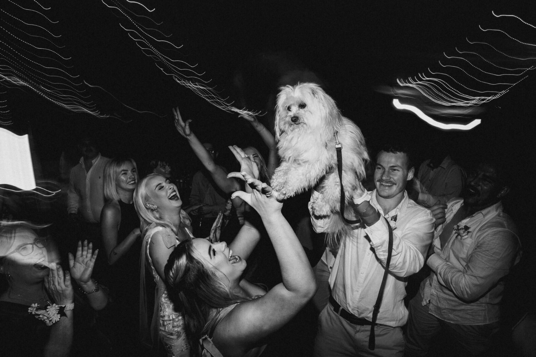 cut-a-rug_3.jpeg