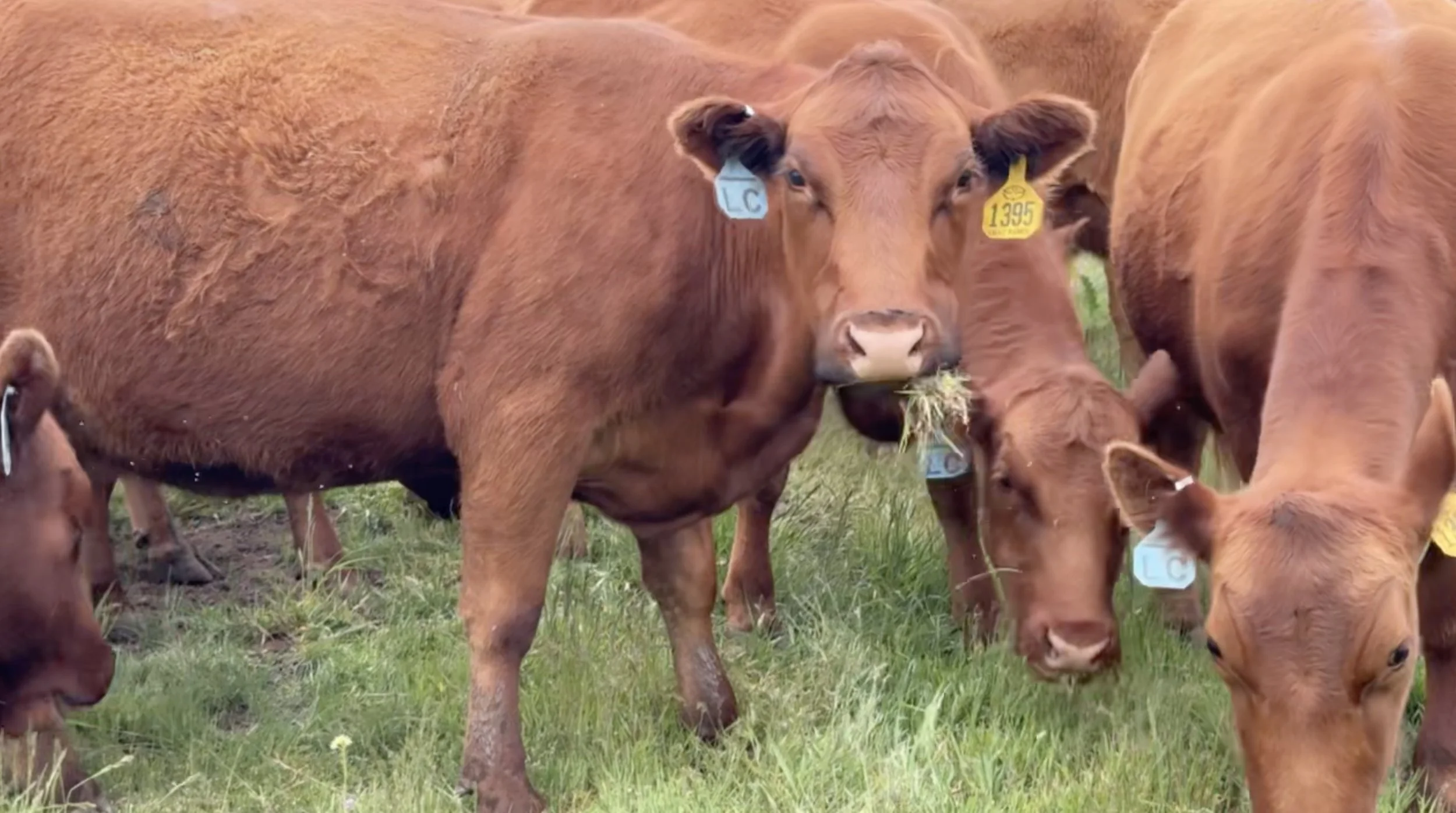 Screen Shot 2024-08-22 at 1.31.52 PM.jpg