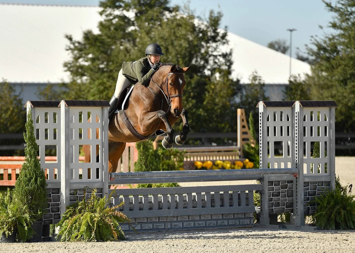 🌱 Green Beans Available 🌱
Summer Haven has a string of exceptional young horses looking for their perfect matches.

Each one is extremely talented, thoughtfully produced, and brings a unique personality to the table &mdash; whether you&rsquo;re loo