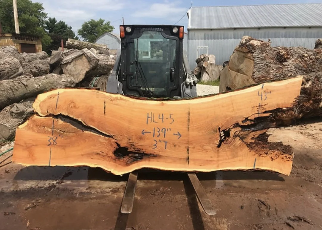 Honey Locust.jpg