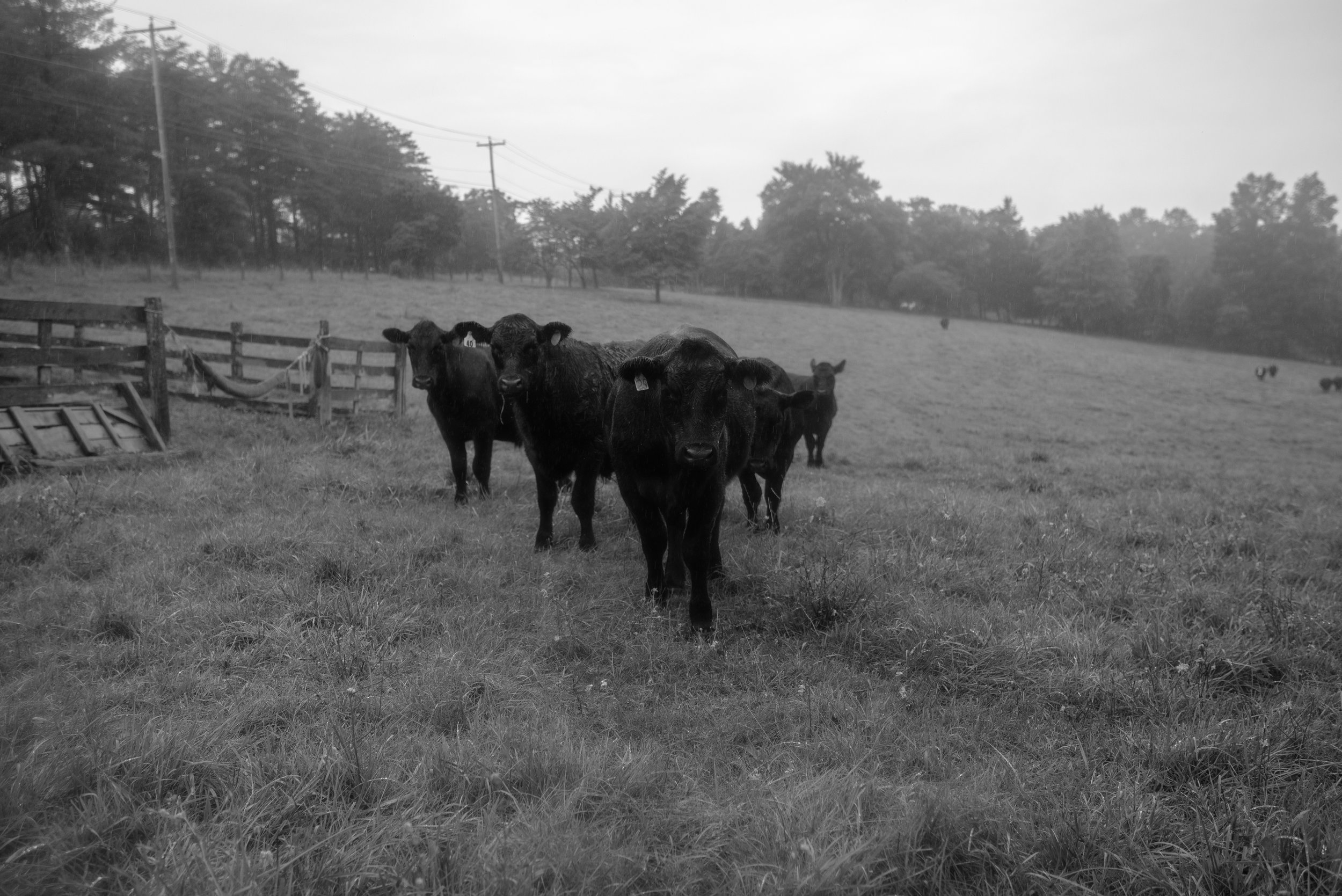 Black & White Cow Print