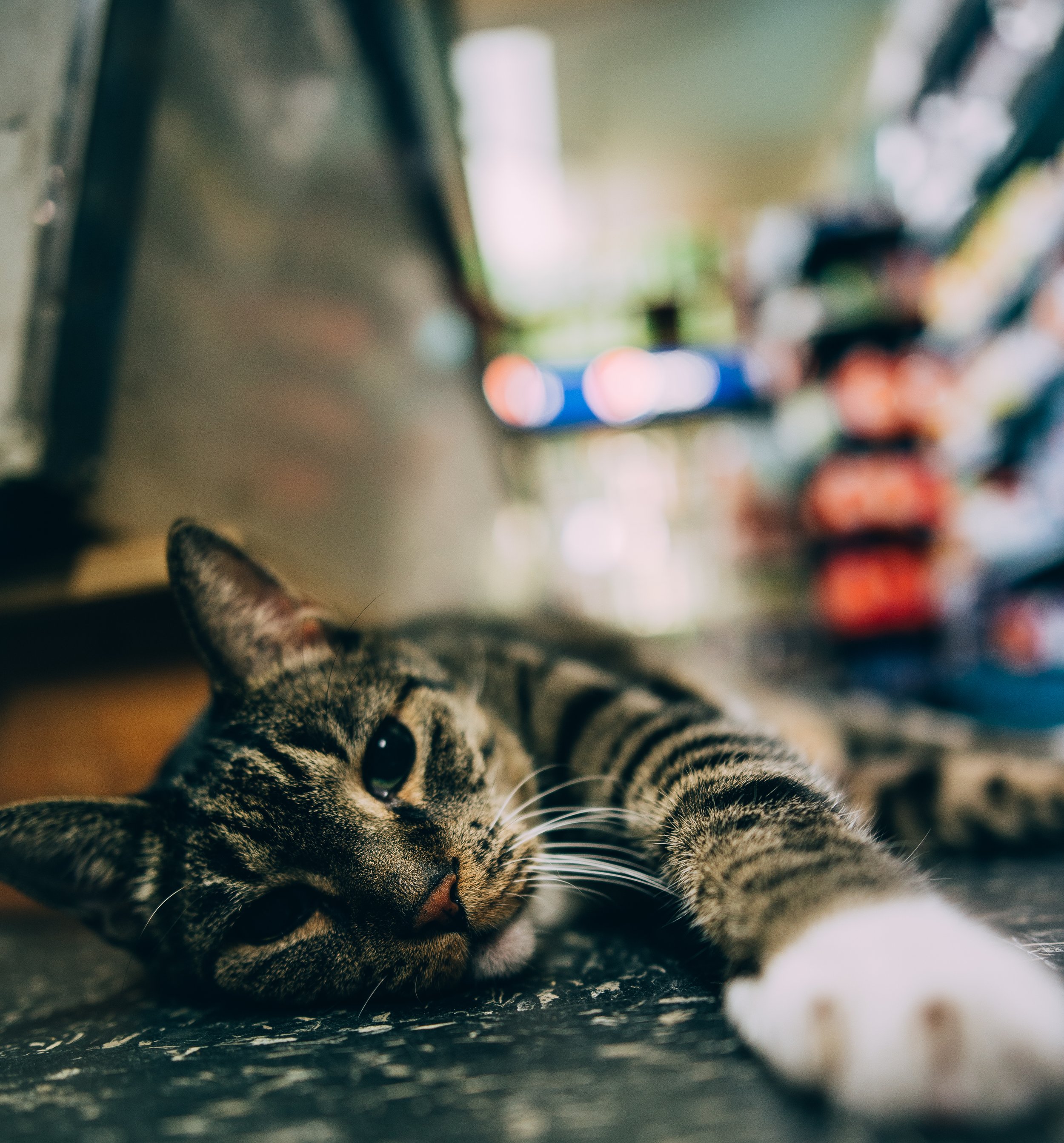 Sammy The Bodega Cat Print