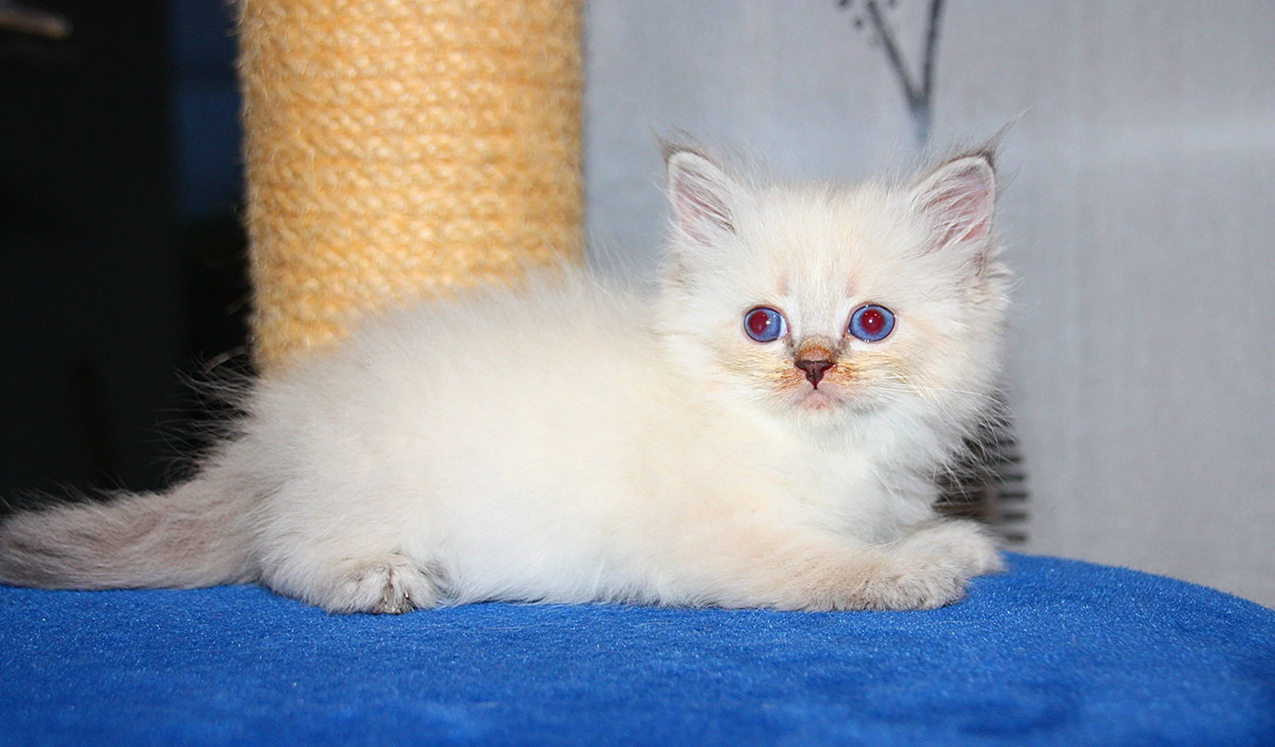 Bajun´s Dalina
Blue silver tabby point
D3 Wurf
6 Wochen