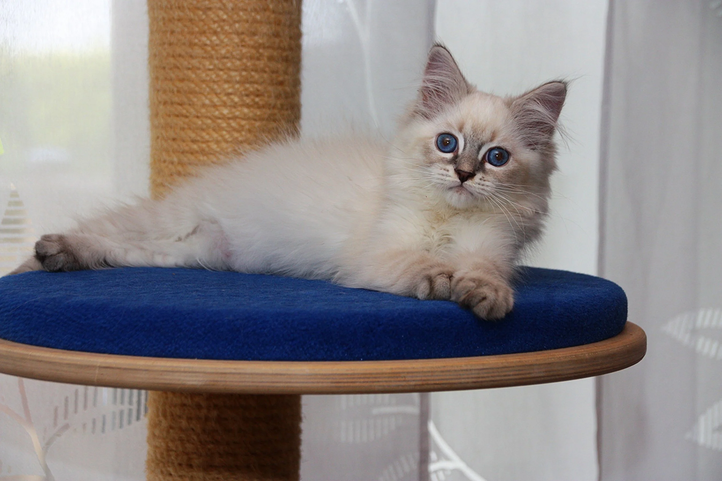 Bajun´s Dalina
D3-Wurf
blue silver tabby point
13 Wochen