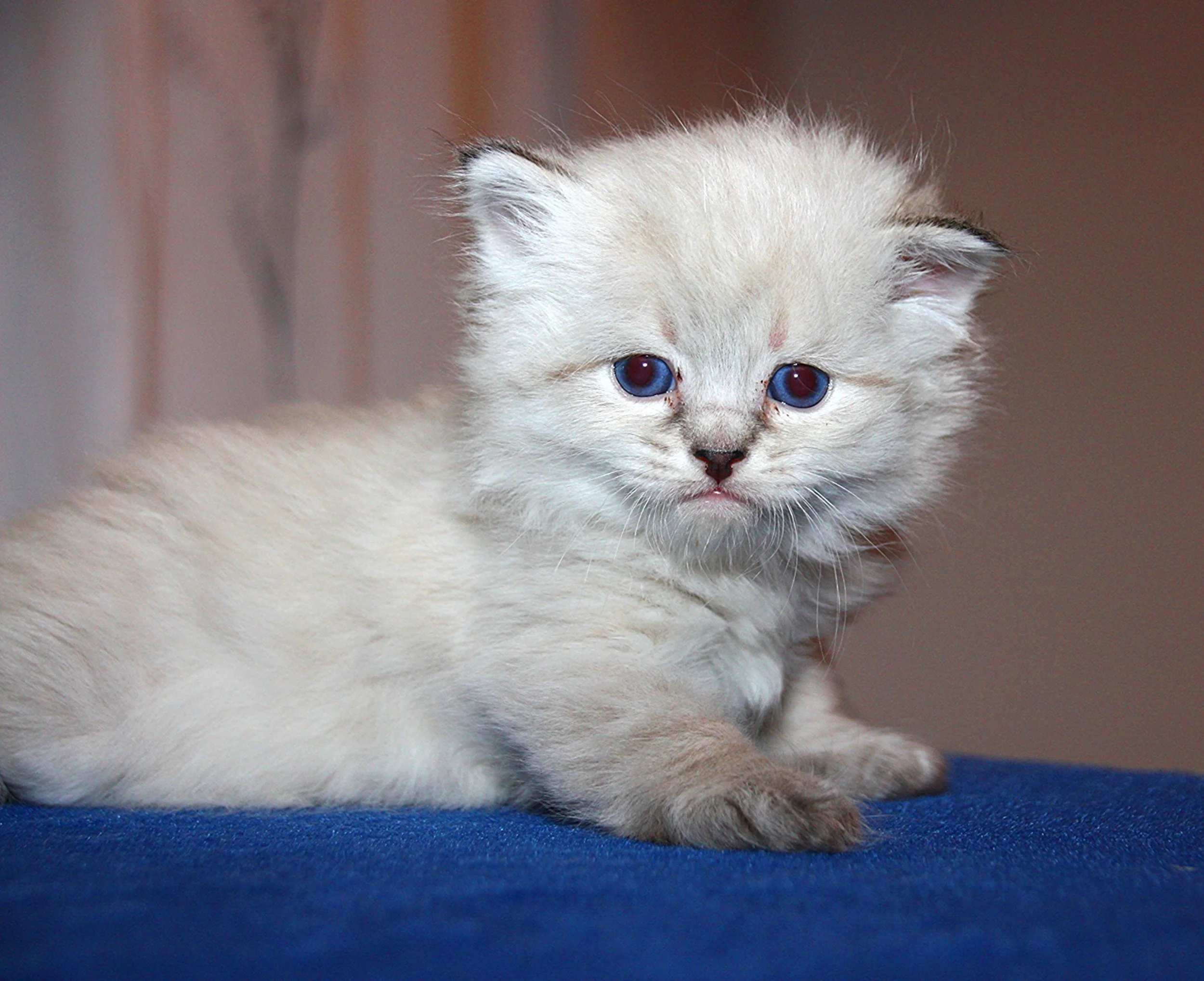 Bajun´s Calimero
C3 Wurf
seal tabby point
4 Wochen