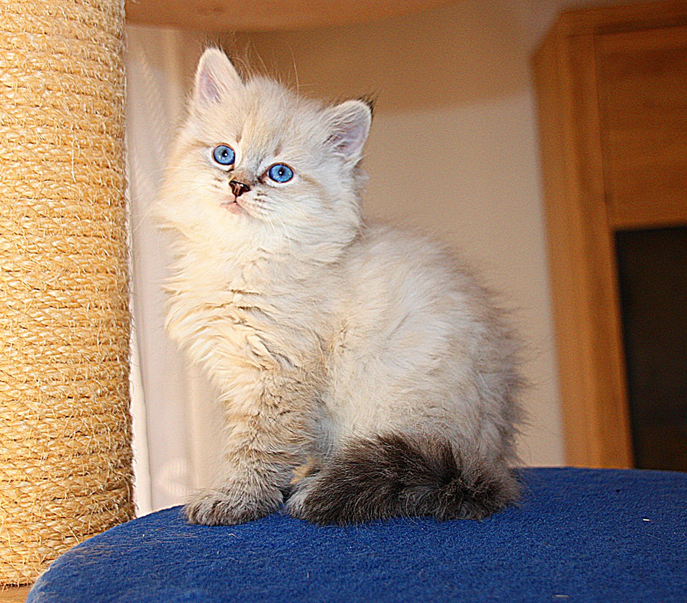 Bajun´s Calimero
C3 Wurf
seal tabby point
7.5 Wochen