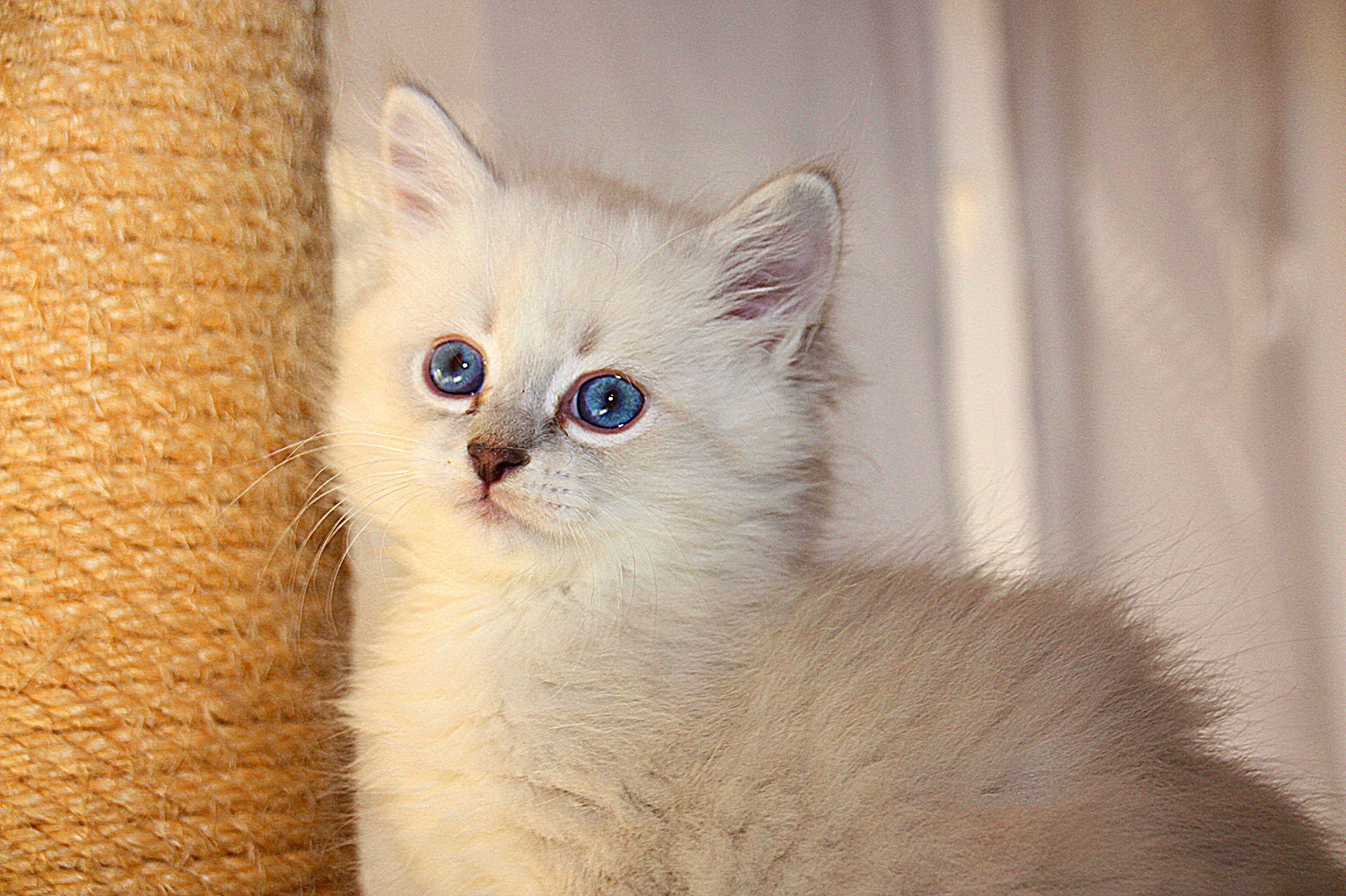 Bajun´s Carim
C3 Wurf
blue silver tabby point white
7.5 Wochen