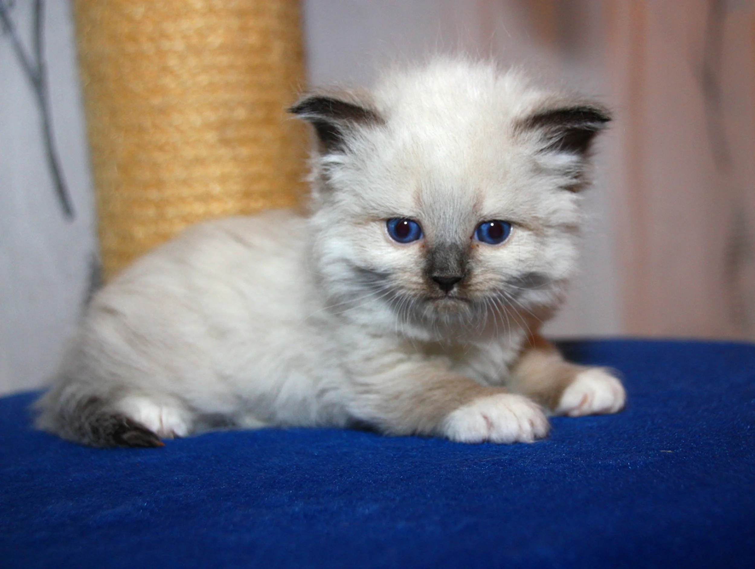 Bajun´s Caligola
C3 Wurf
blue point white
4 Wochen