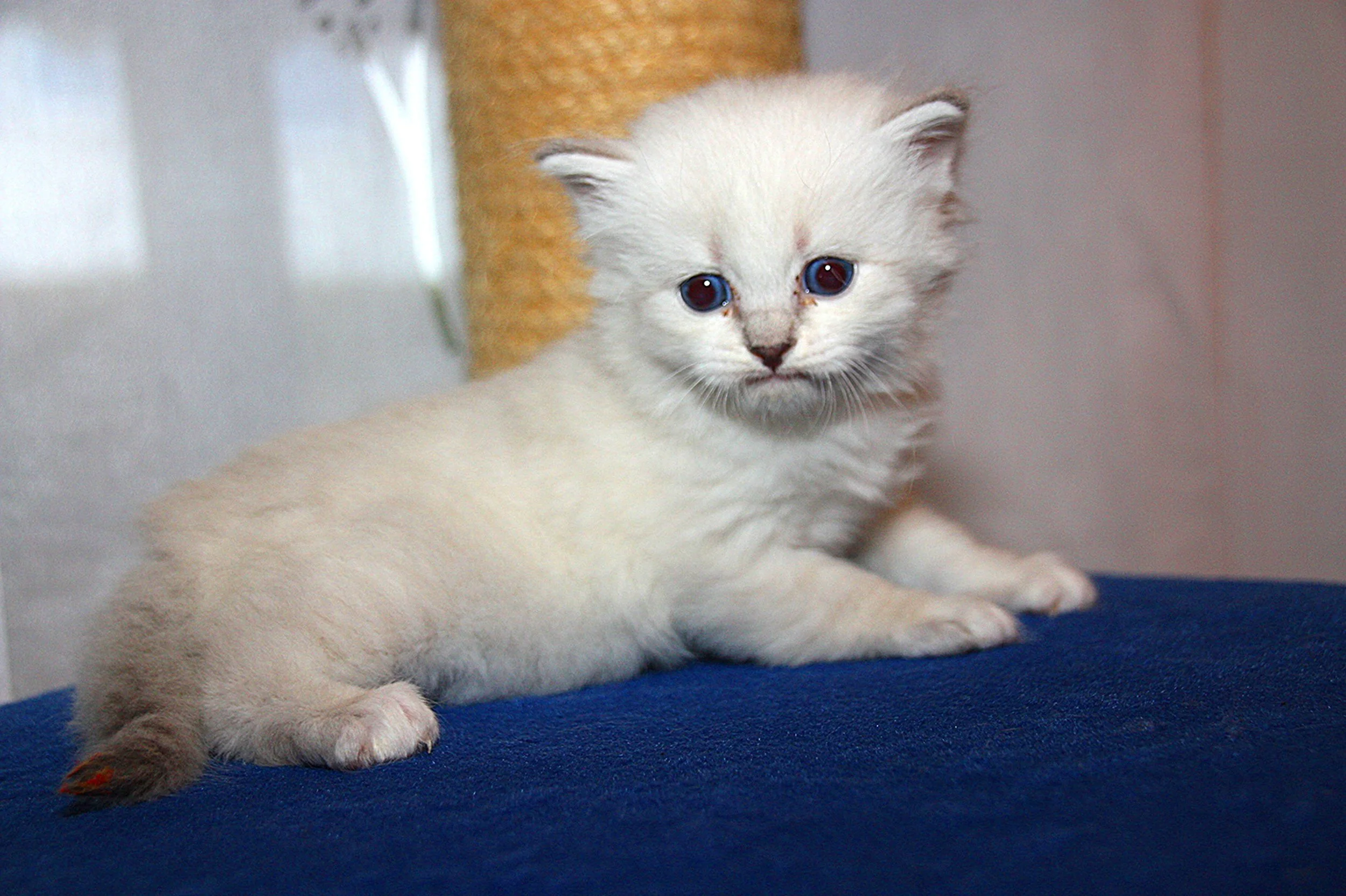 Bajun´s Carim
C3 Wurf
blue silver tabby point white
4 Wochen