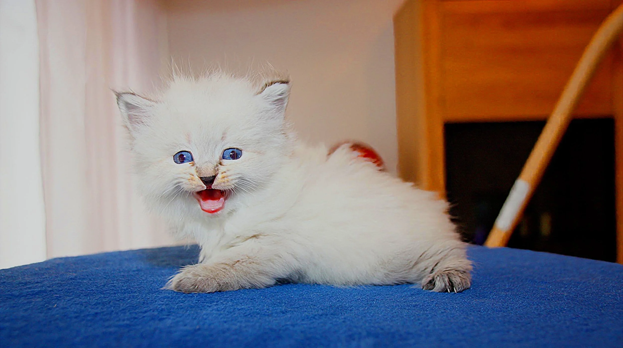 Bajun´s Dakira
Seal tabby point
D3 Wurf
4 Wochen