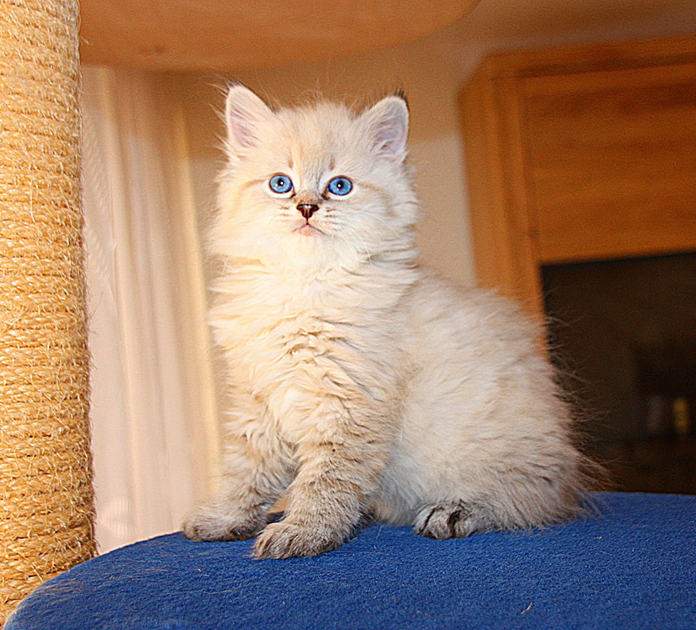 Bajun´s Calimero
C3 Wurf
seal tabby point
7.5 Wochen