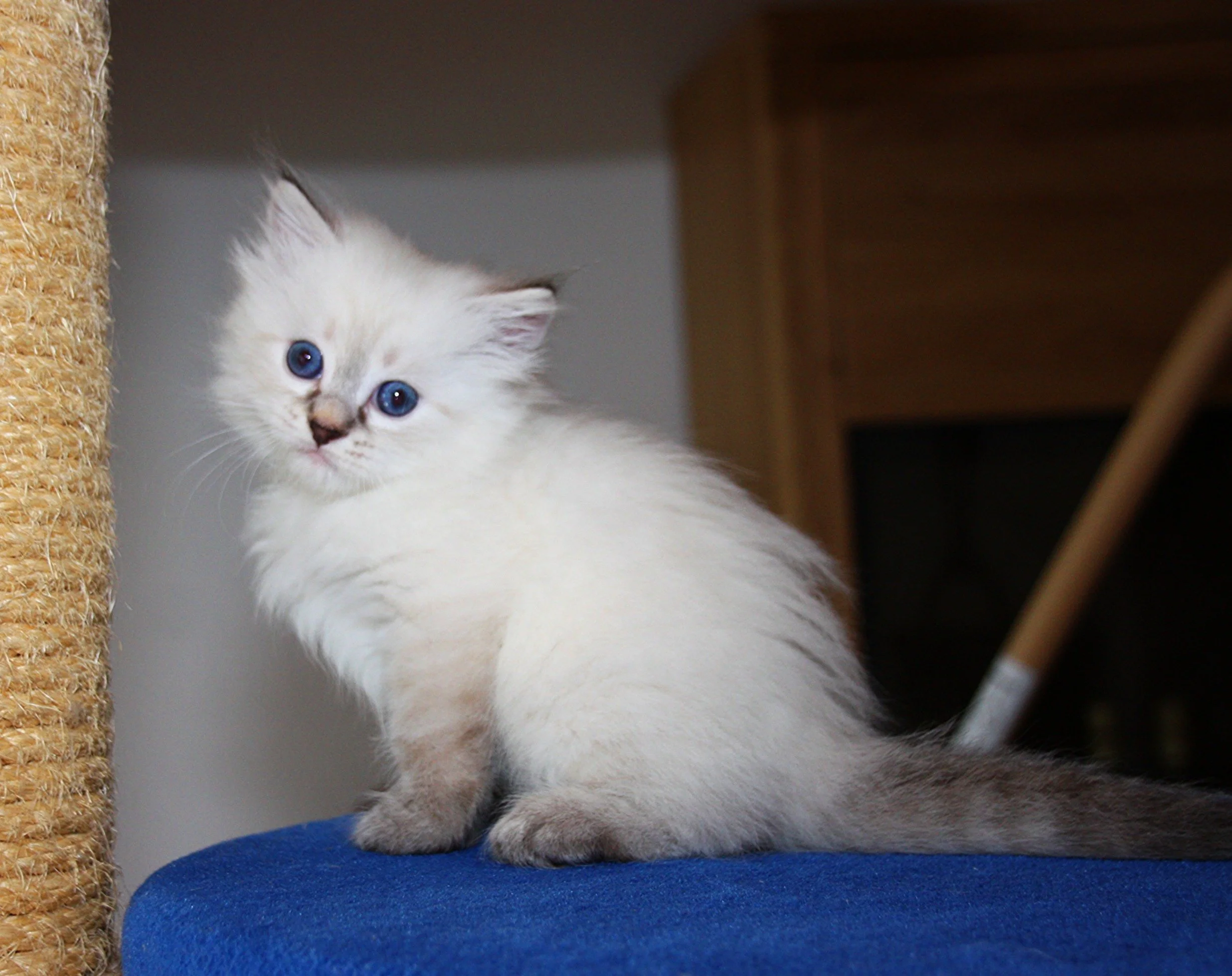 Bajun´s Edi
blue silver tabby point
E3-Wurf
6 Wochen