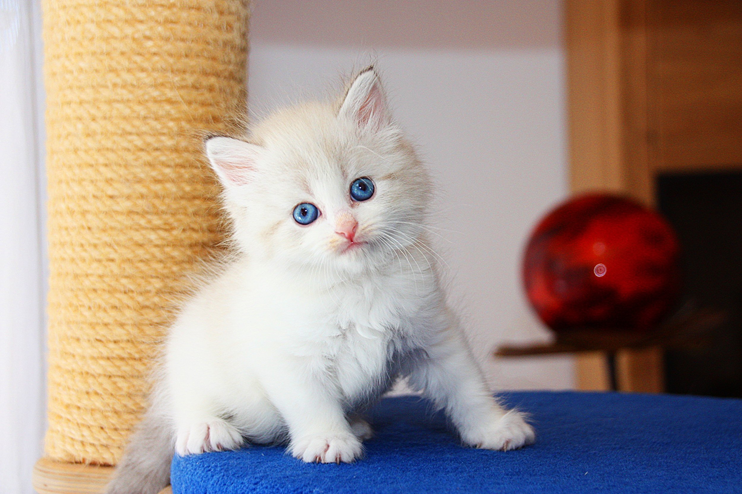 Bajun´s Gwyneth
G3-Wurf
seal silver tabby point white
5.5 Wochen
