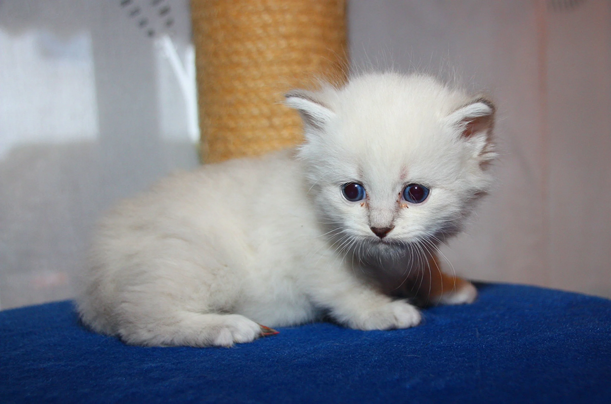 Bajun´s Carim
C3 Wurf
blue silver tabby point white
4 Wochen