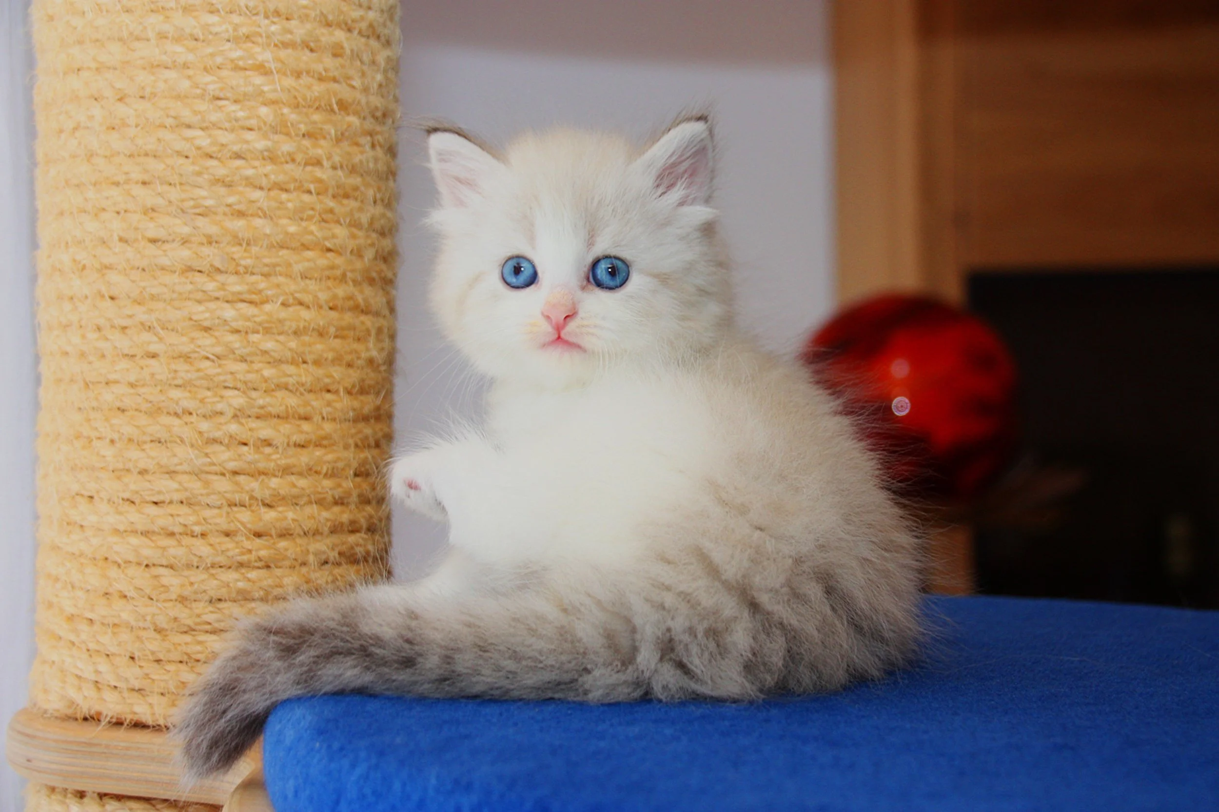 Bajun´s Gwyneth
G3-Wurf
seal silver tabby point white
5.5 Wochen
