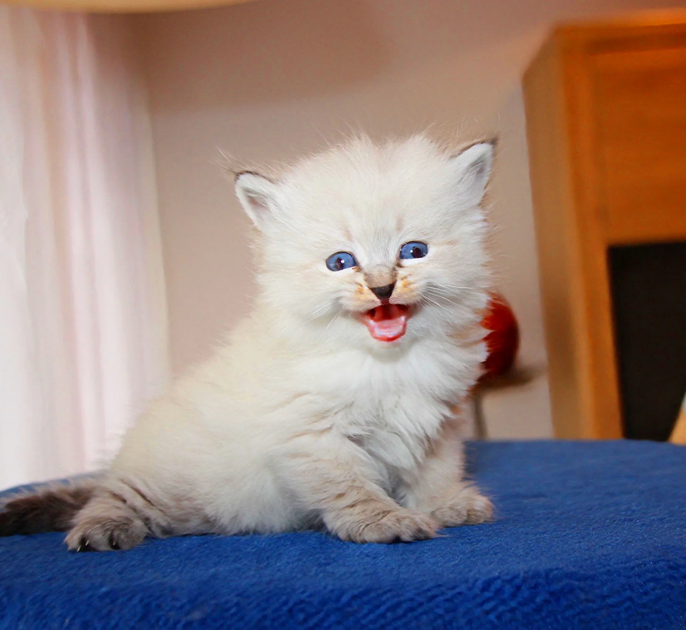 Bajun´s Dakira
Seal tabby point
D3 Wurf
4 Wochen