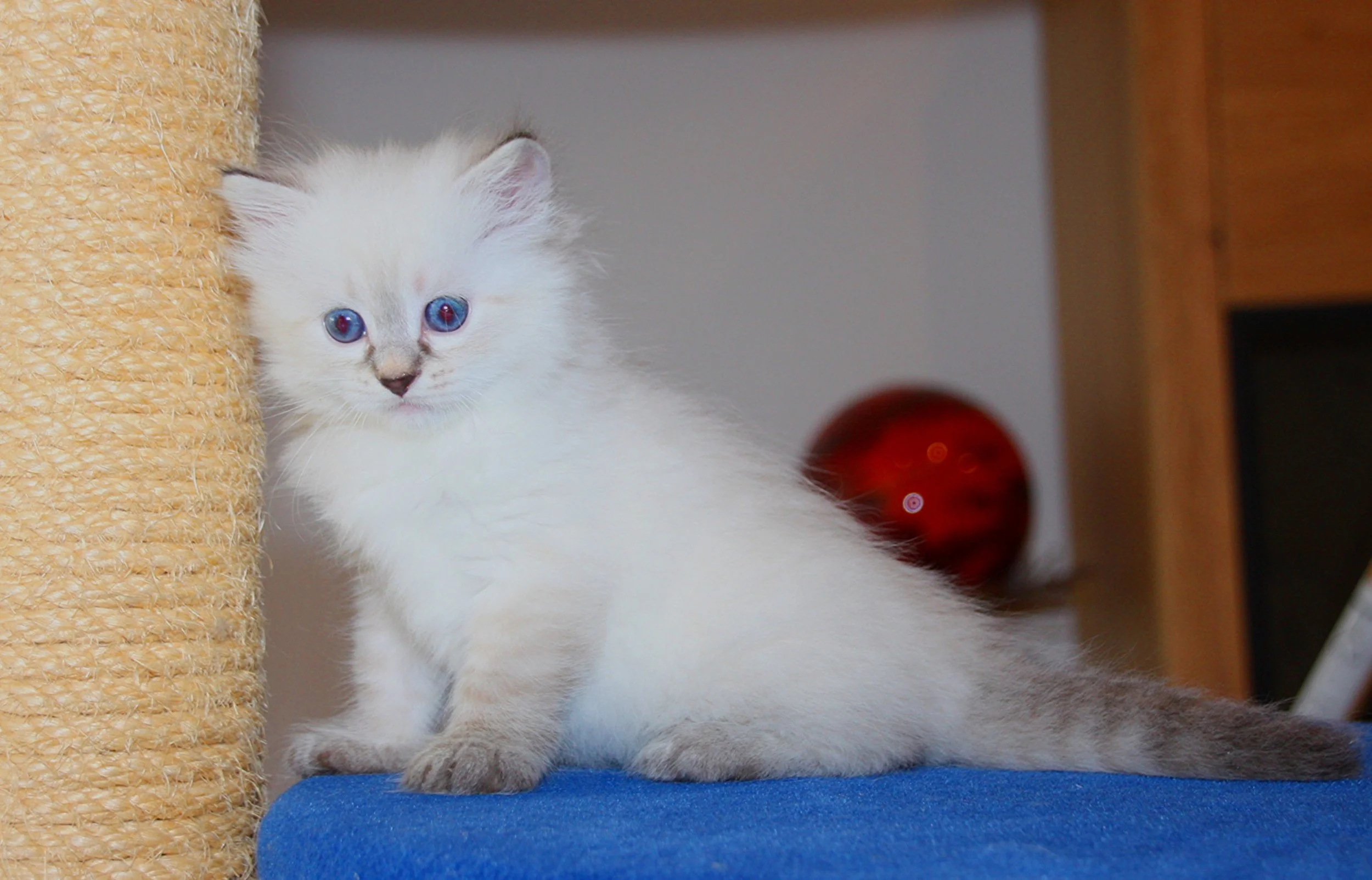 Bajun´s Edi
blue silver tabby point
E3-Wurf
6 Wochen