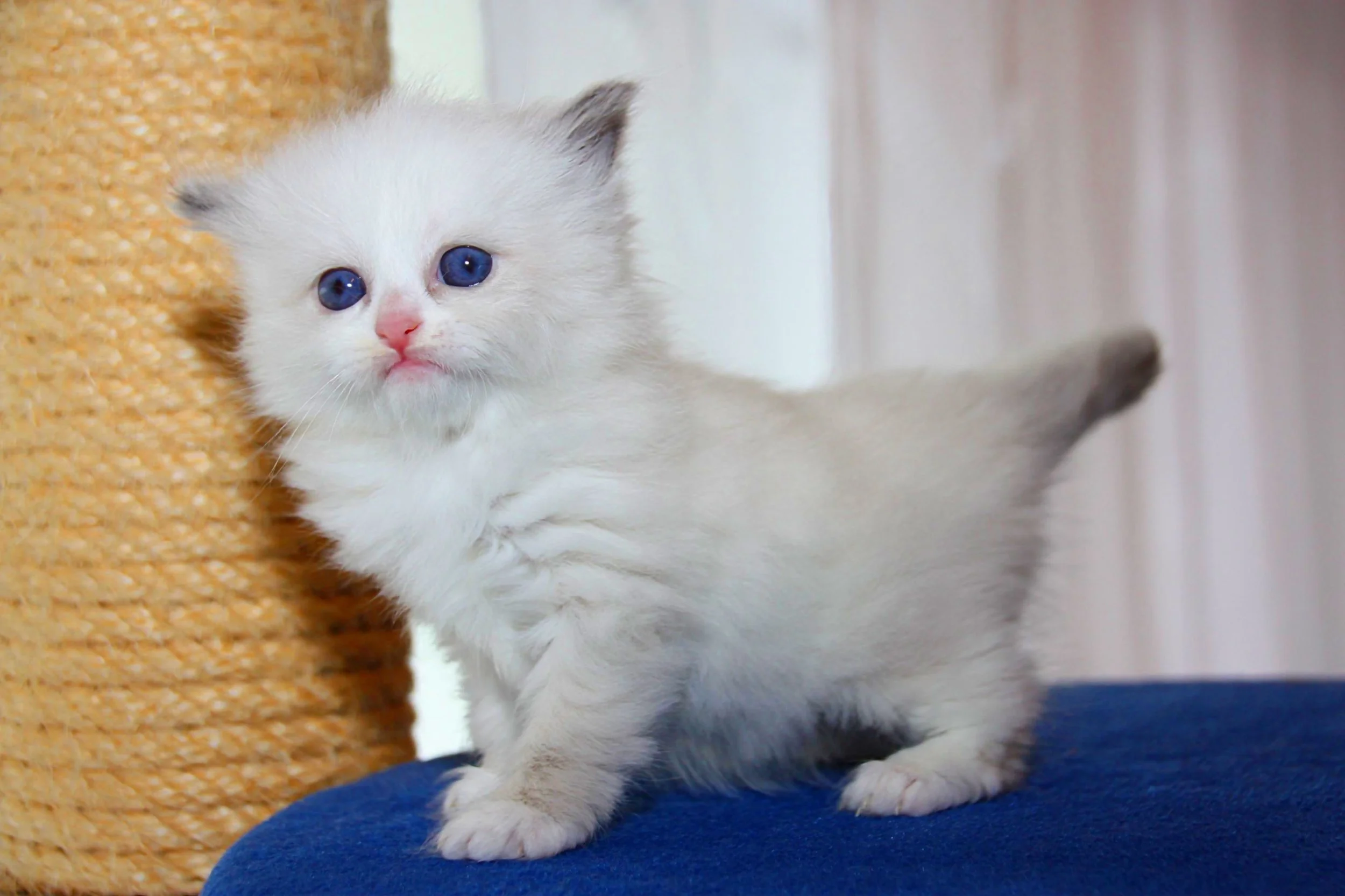 Bajun´s Daisy 
Blue torbie point white
D3 Wurf
4 Wochen