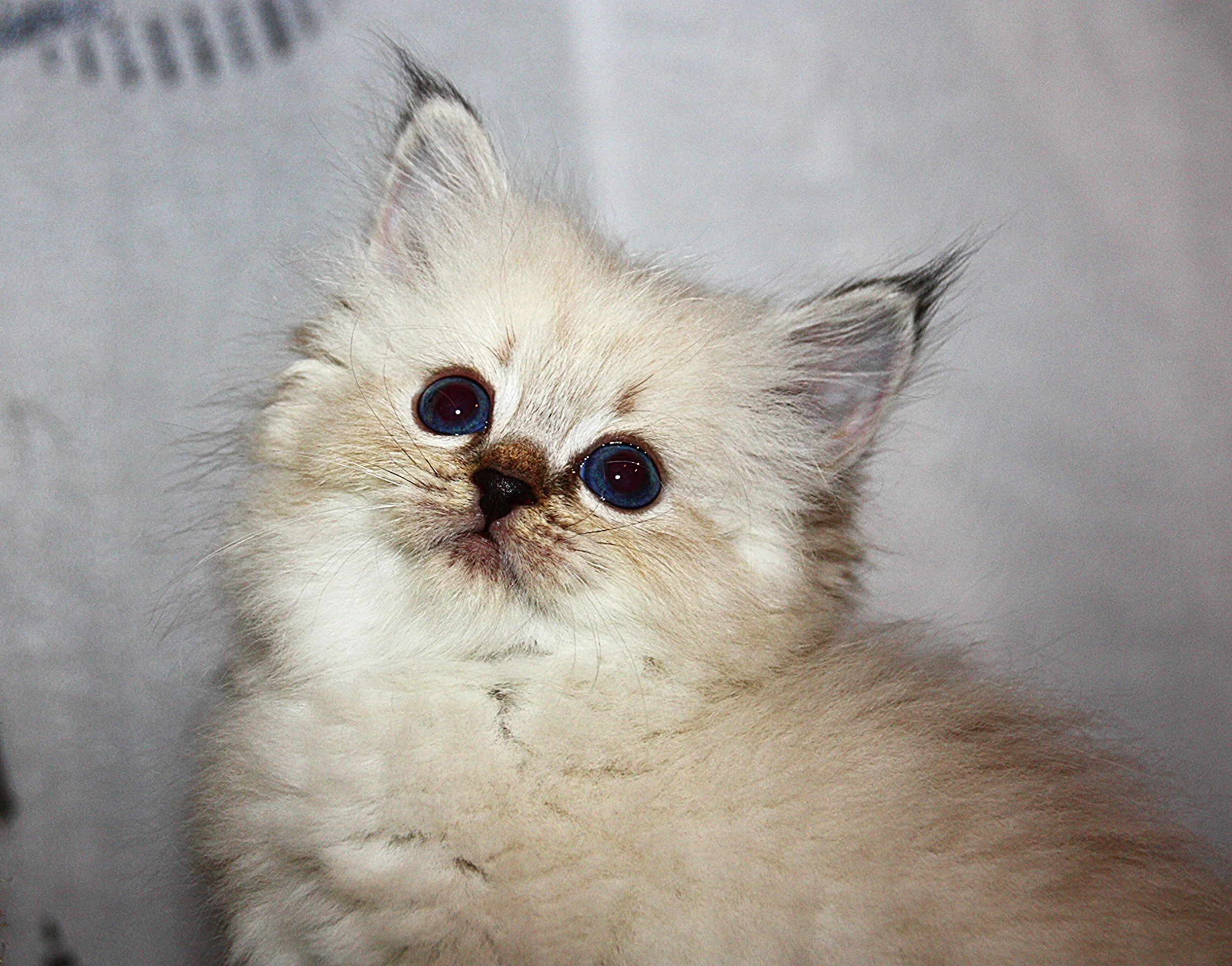 Bajun´s Dakira
Seal tabby point
D3 Wurf
6 Wochen