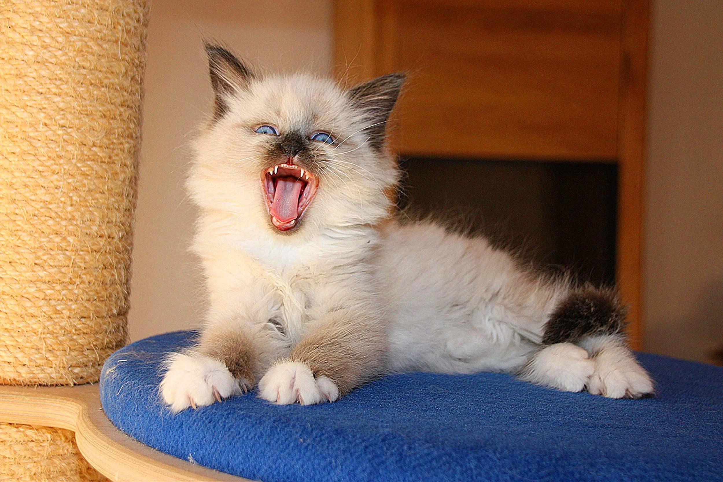 Bajun´s Caligola
C3 Wurf
blue point white
7.5 Wochen