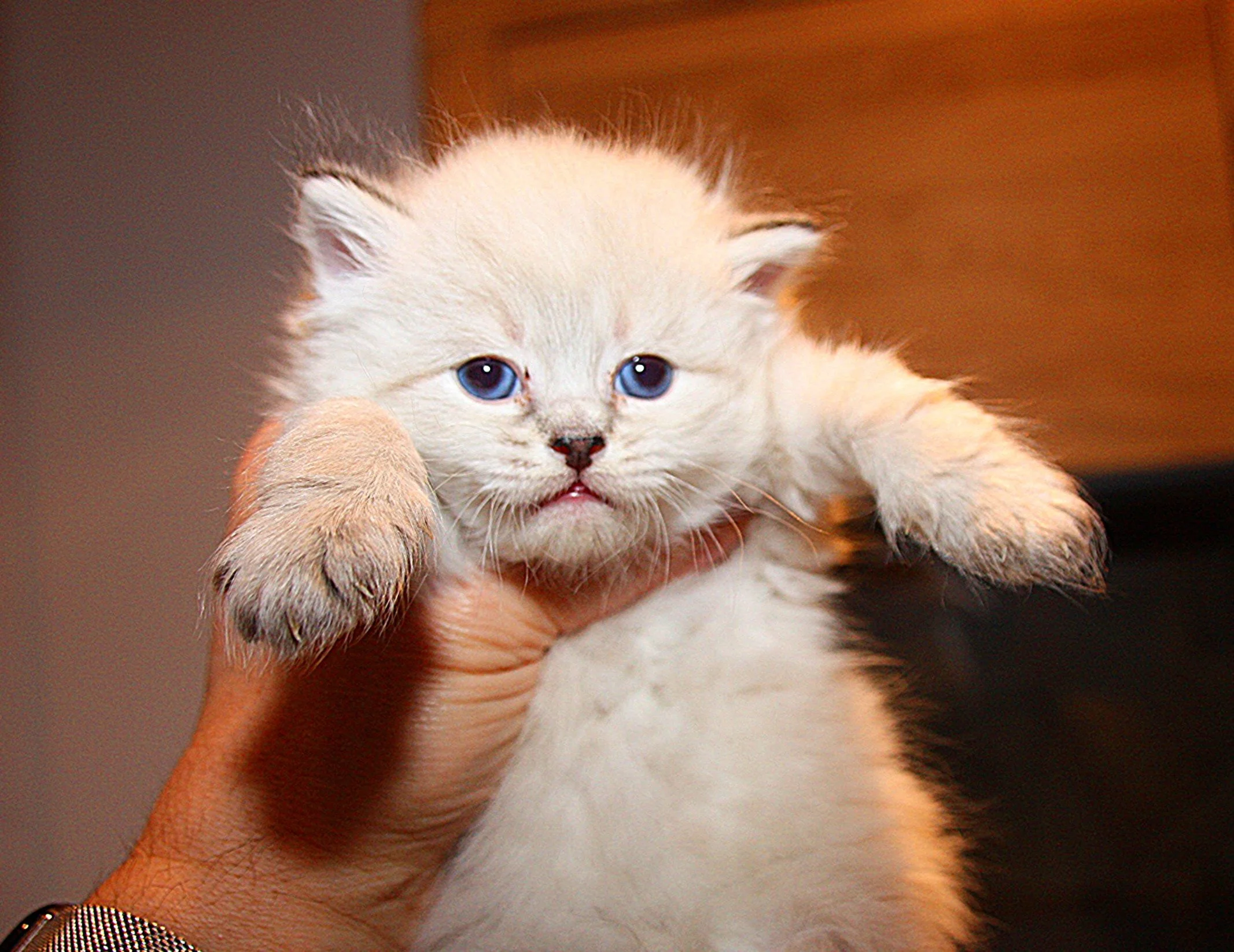 Bajun´s Calimero
C3 Wurf
seal tabby point
4 Wochen