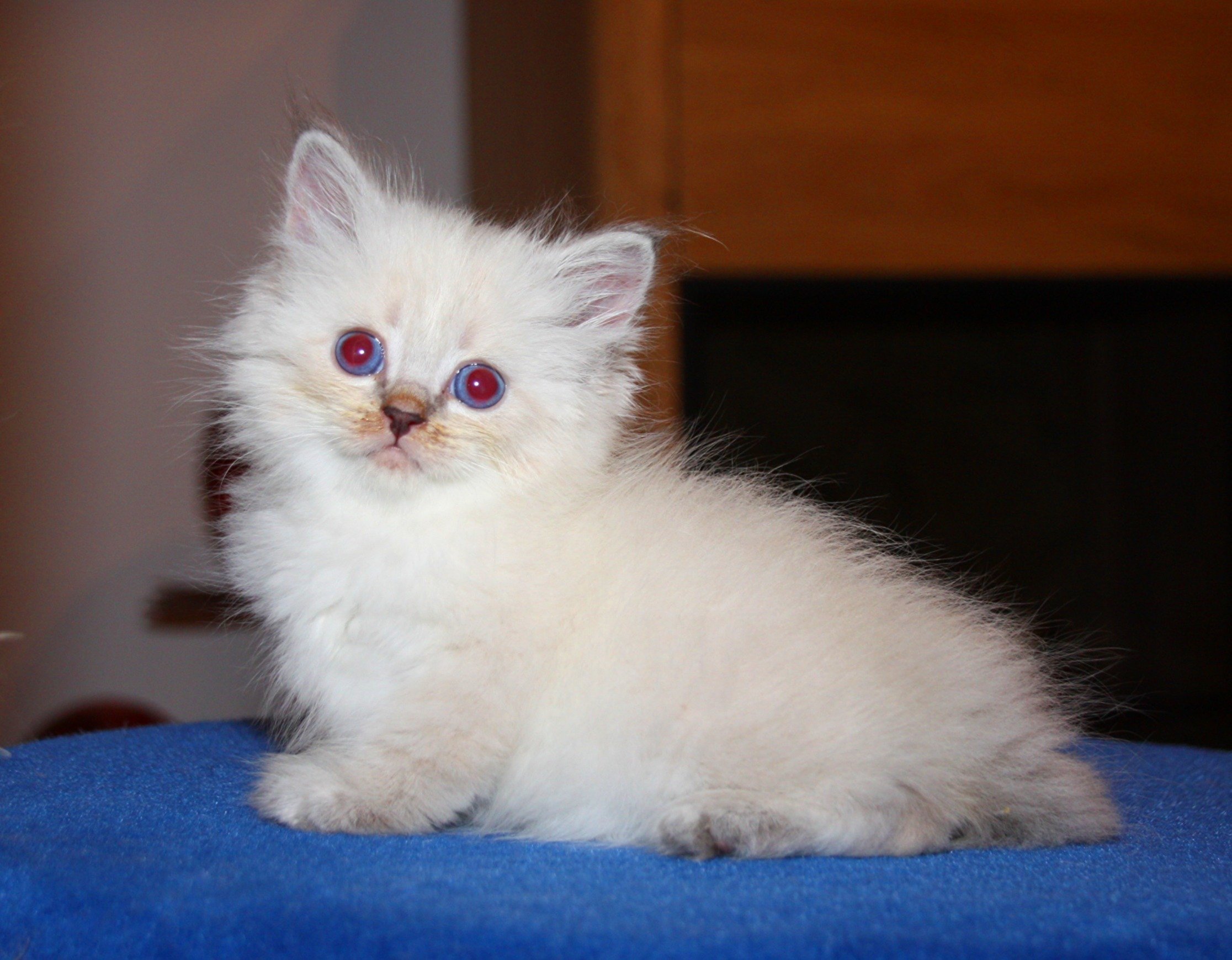 Bajun´s Dalina
Blue silver tabby point
D3 Wurf
6 Wochen