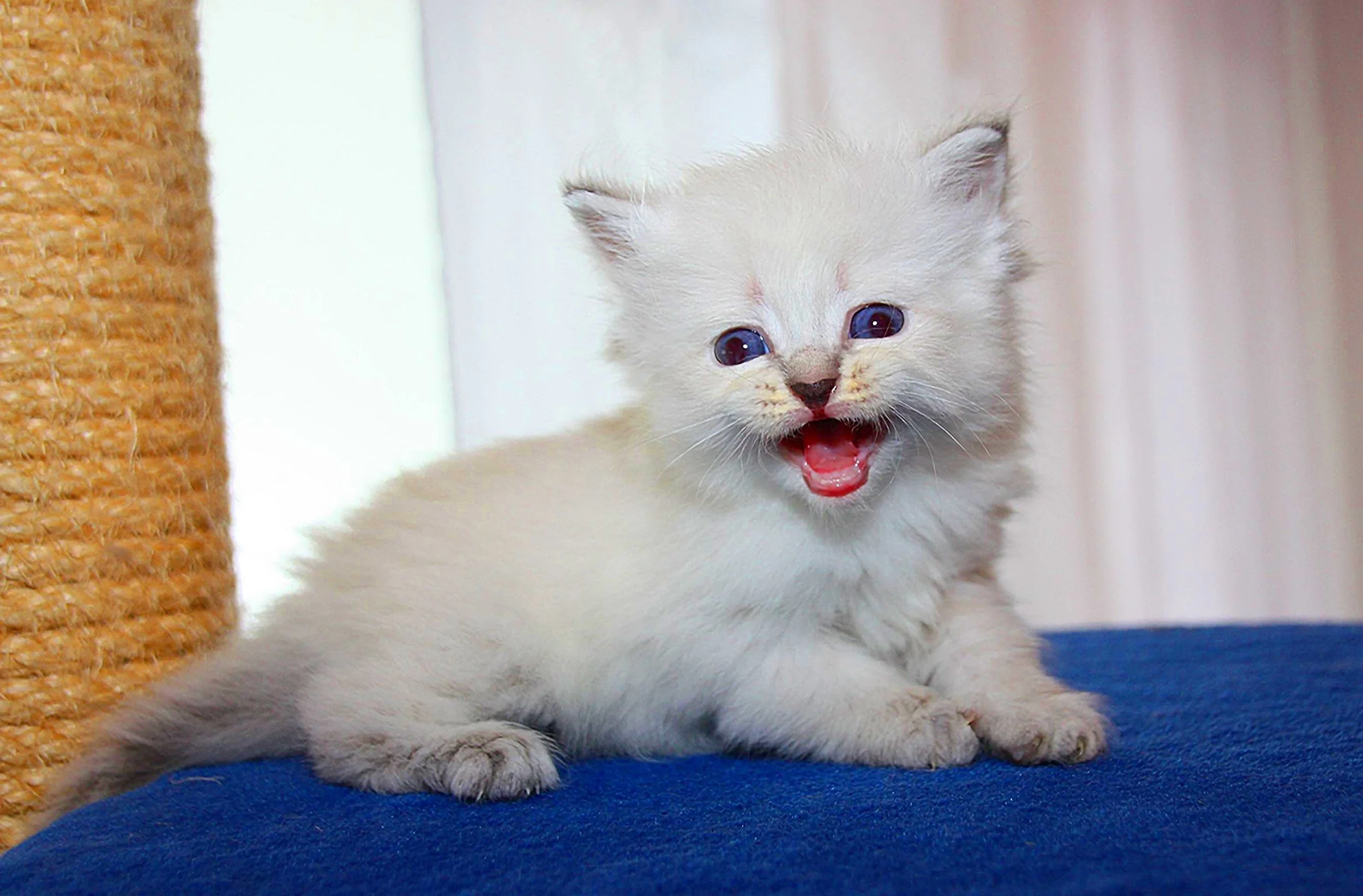 Bajun´s Dalina
Blue silver tabby point
D3 Wurf
4 Wochen