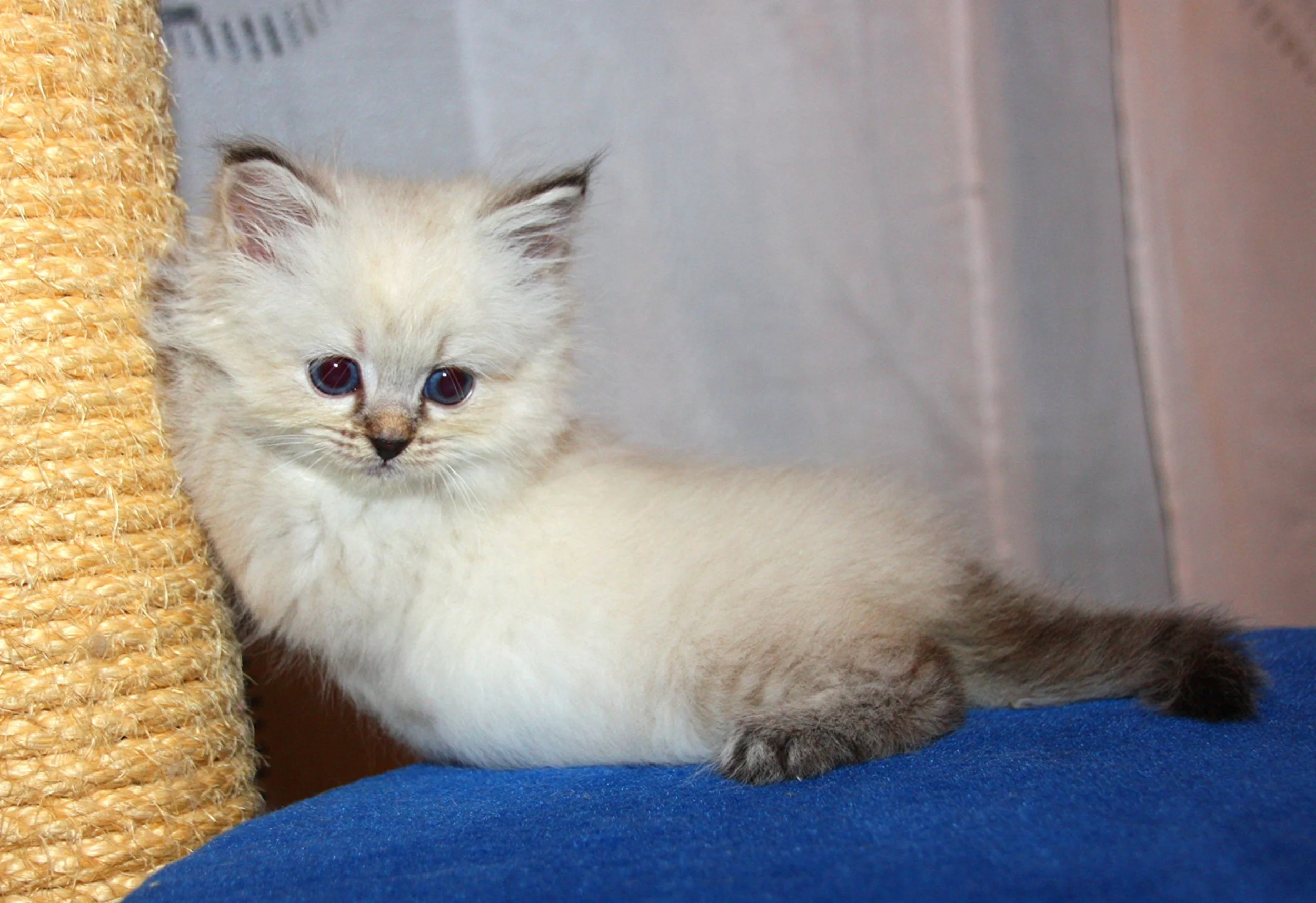 Bajun´s Dakira
Seal tabby point
D3 Wurf
6 Wochen