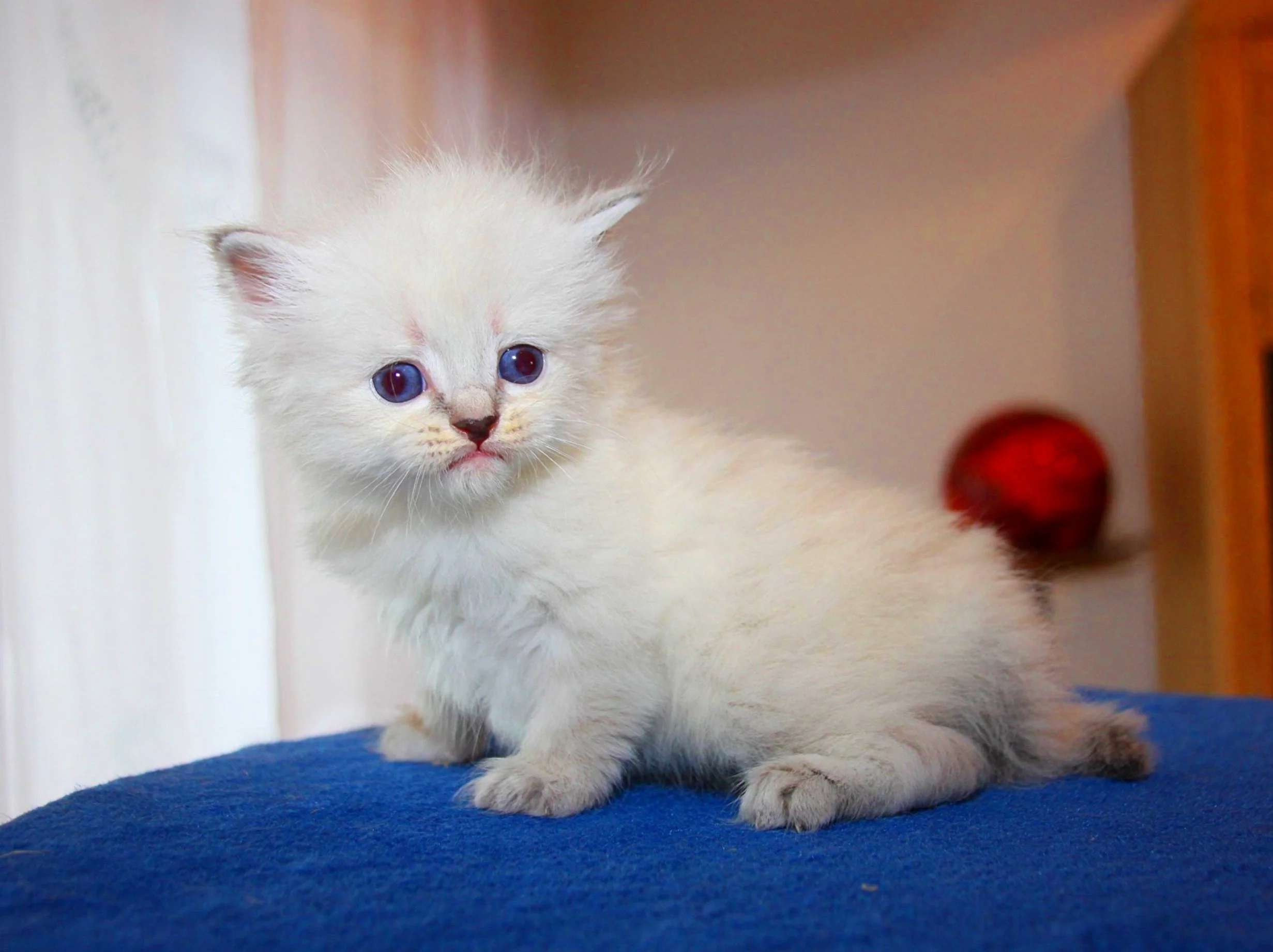 Bajun´s Dalina
Blue silver tabby point
D3 Wurf
4 Wochen
