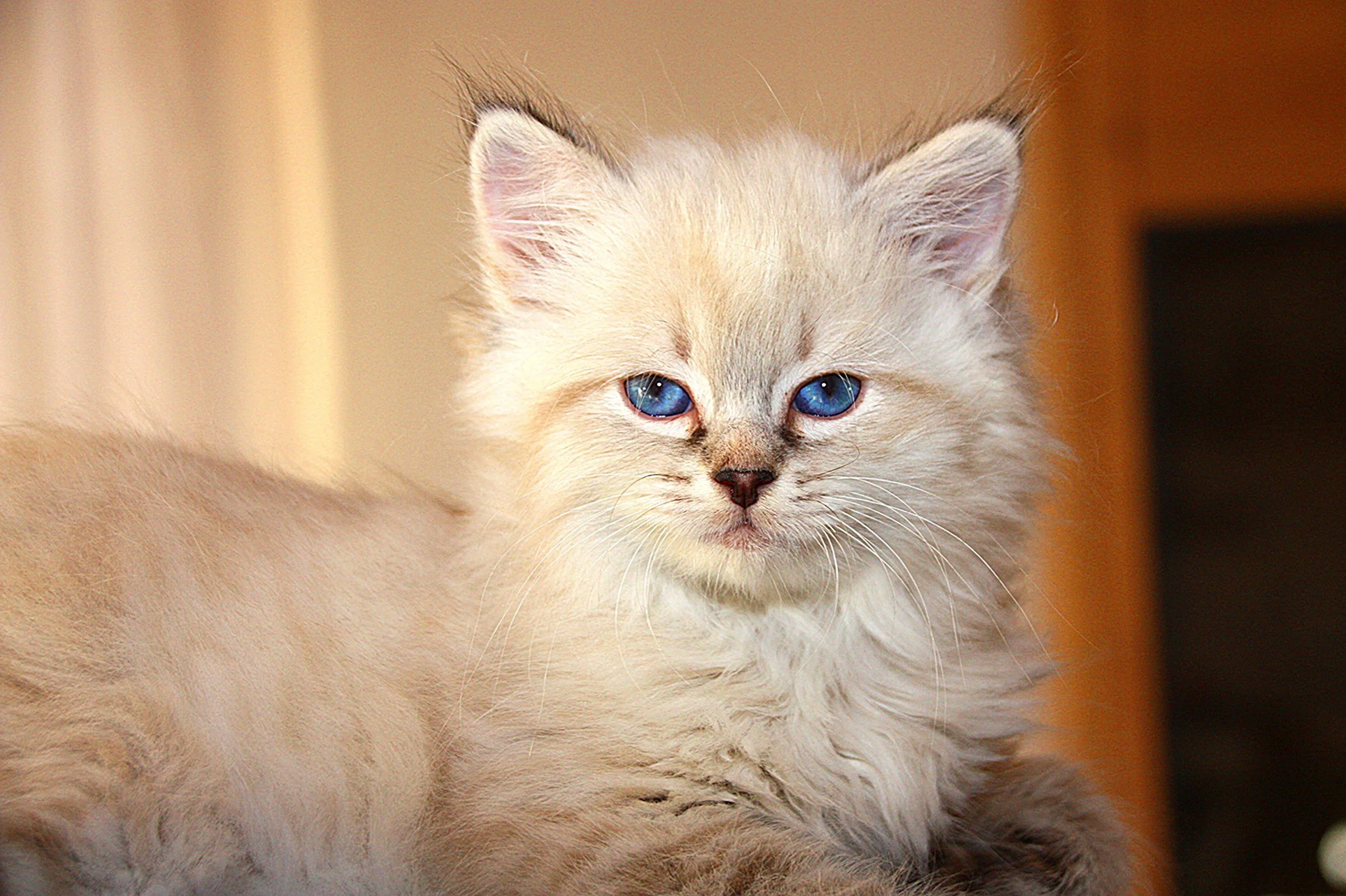 Bajun´s Calimero
C3 Wurf
seal tabby point
7.5 Wochen