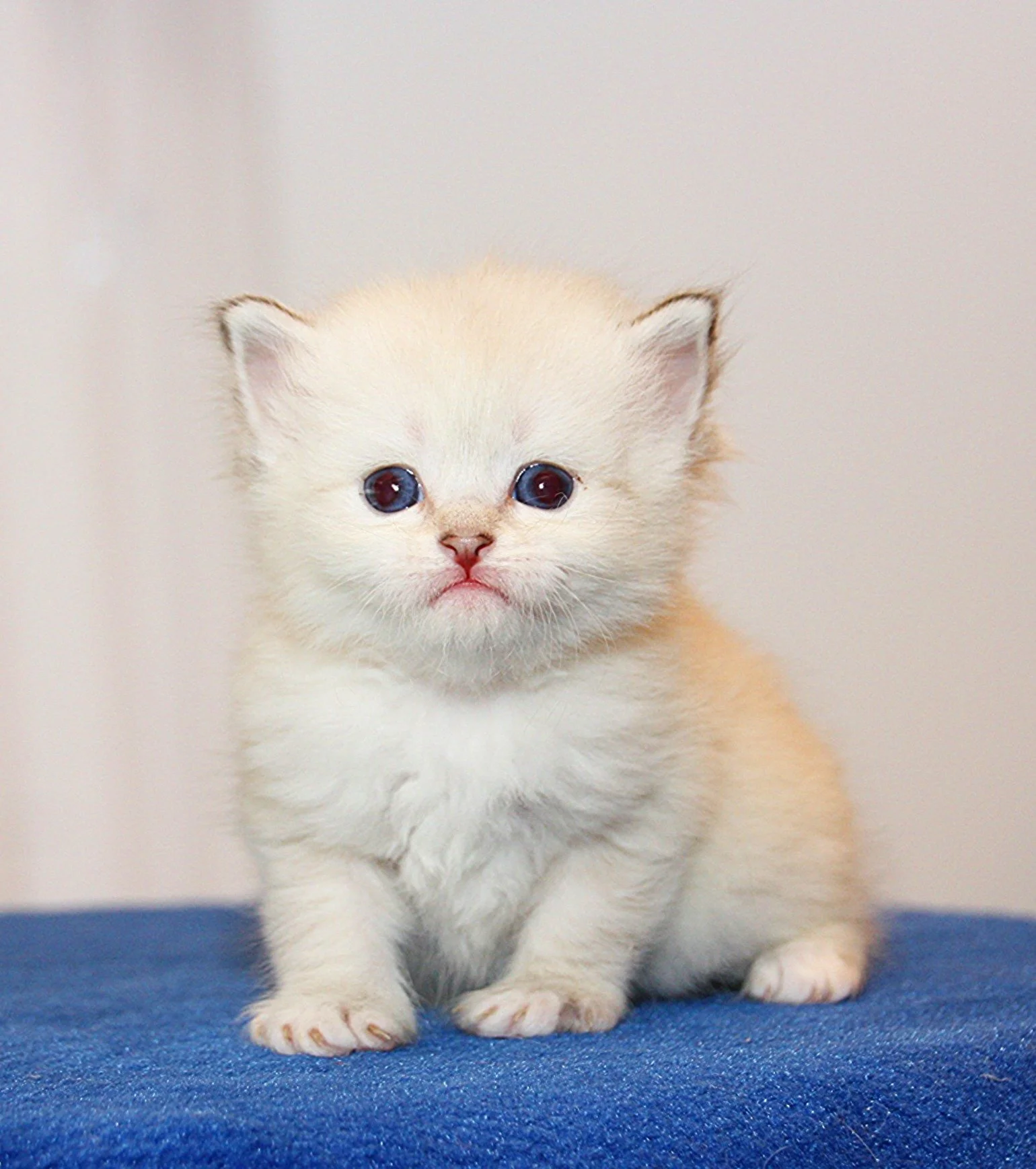 Bajun´s Fritzchen
blue tabby point white
F3-Wurf
3.5 Wochen