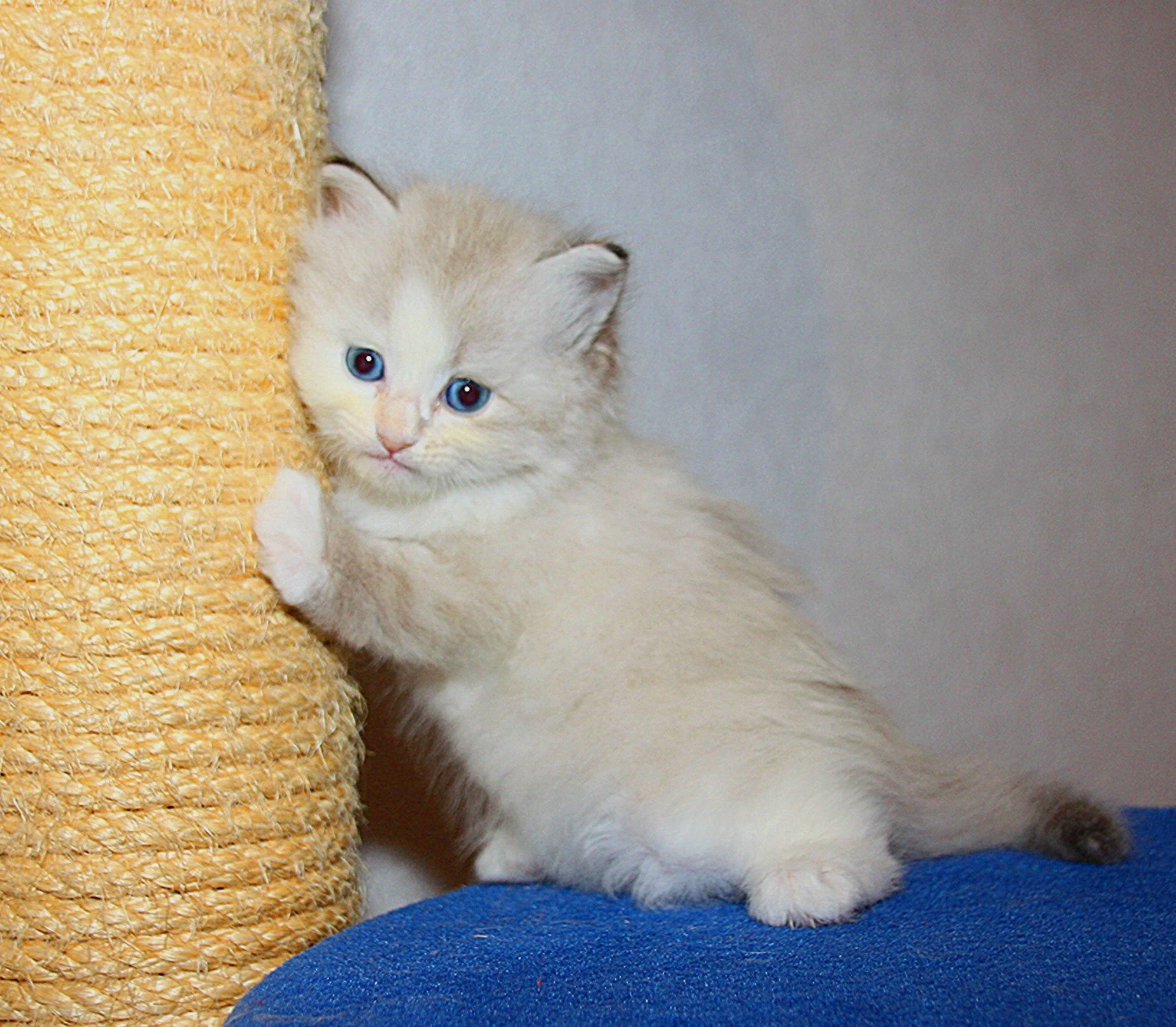 Bajun´s Amy
blue silver torbie point white
5 Wo
A3 Wurf