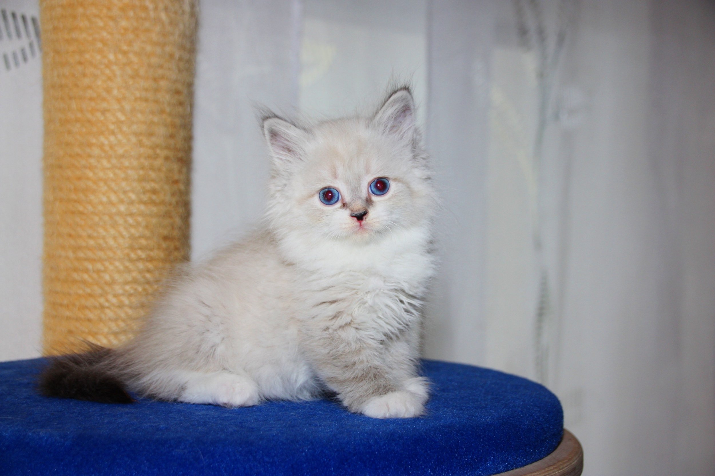 Bajun´s Fahsai
blue tabby point white
F3-Wurf
7.5 Wochen