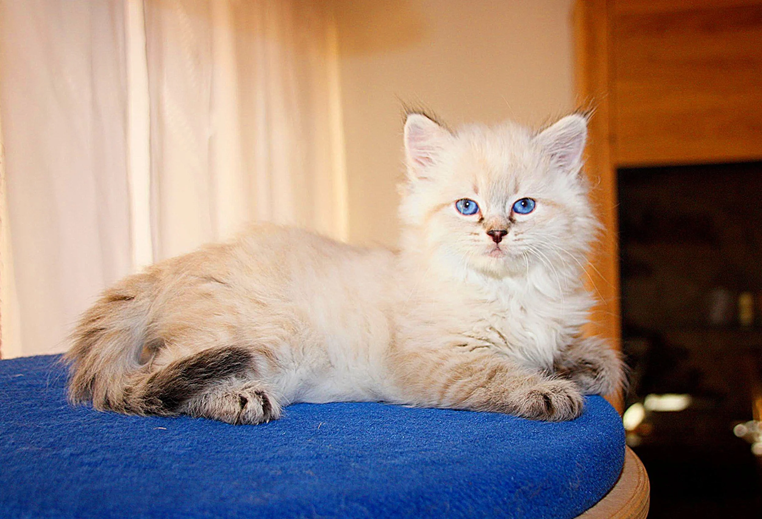 Bajun´s Calimero
C3 Wurf
seal tabby point
7.5 Wochen