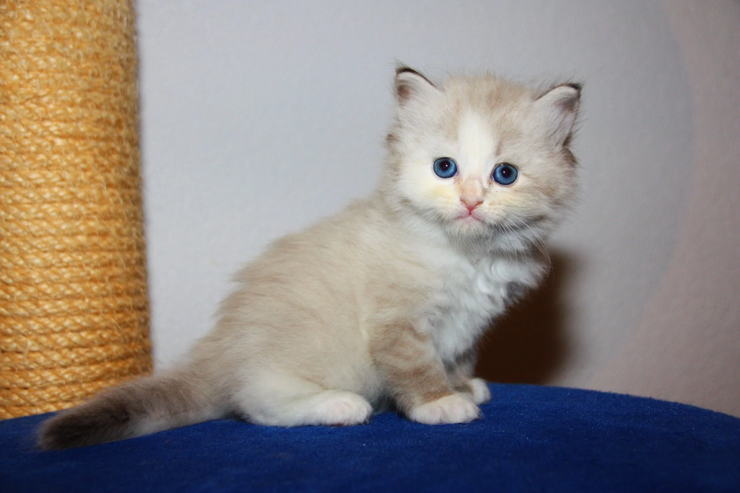 Bajun´s Amy
blue silver torbie point white
5 Wo
A3 Wurf