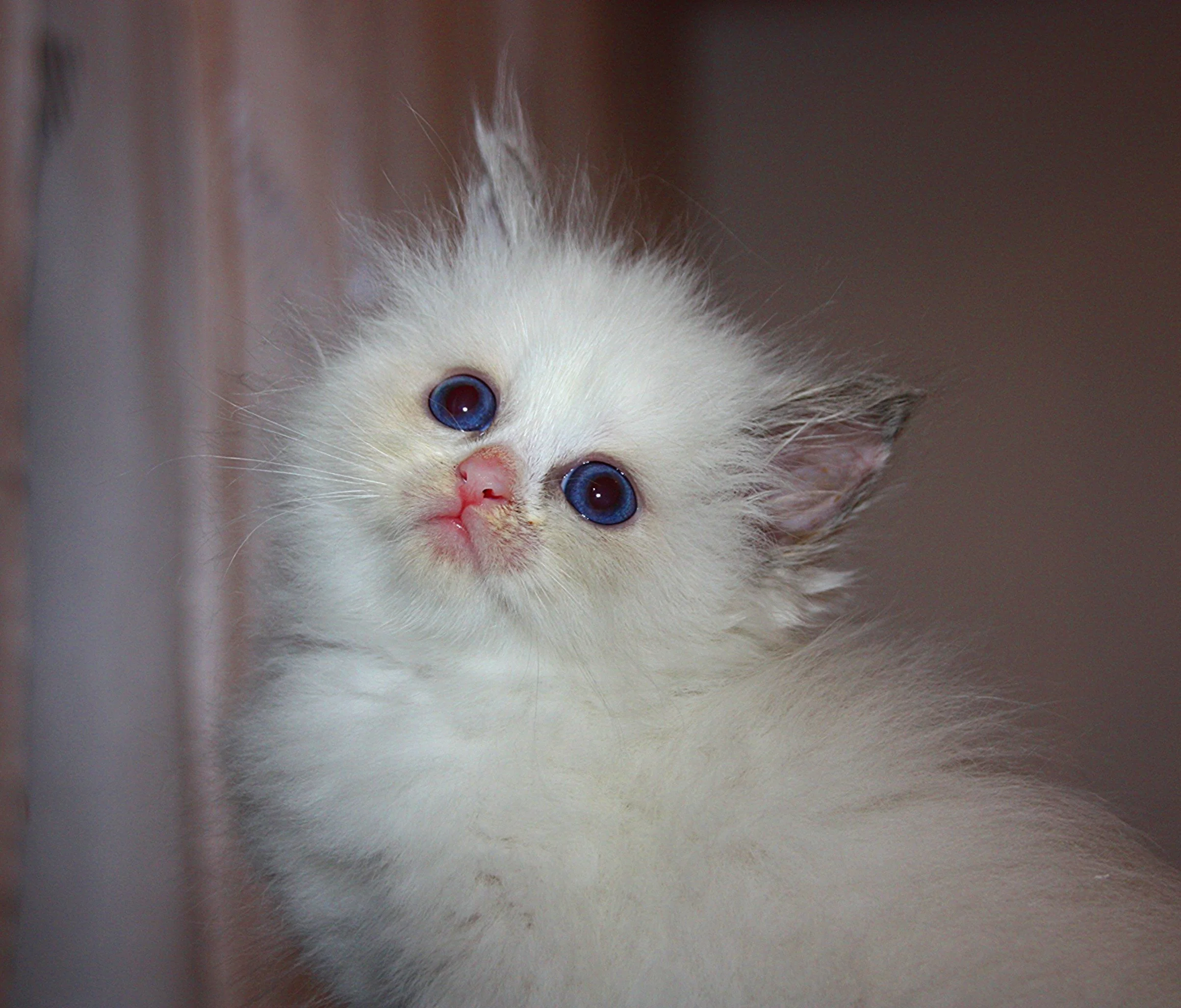 Bajun´s Daisy
blue torbie point white
D3 Wurf
6 Wochen