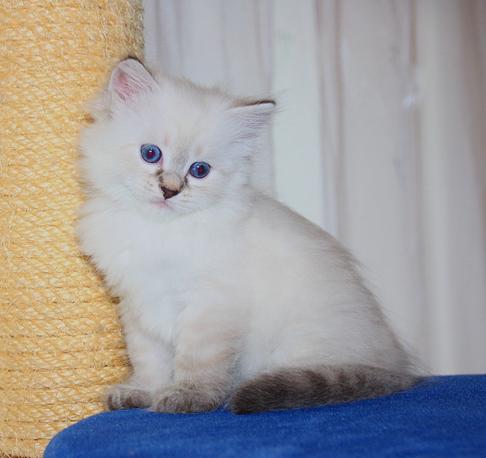 Bajun´s Edi
blue silver tabby point
E3-Wurf
6 Wochen