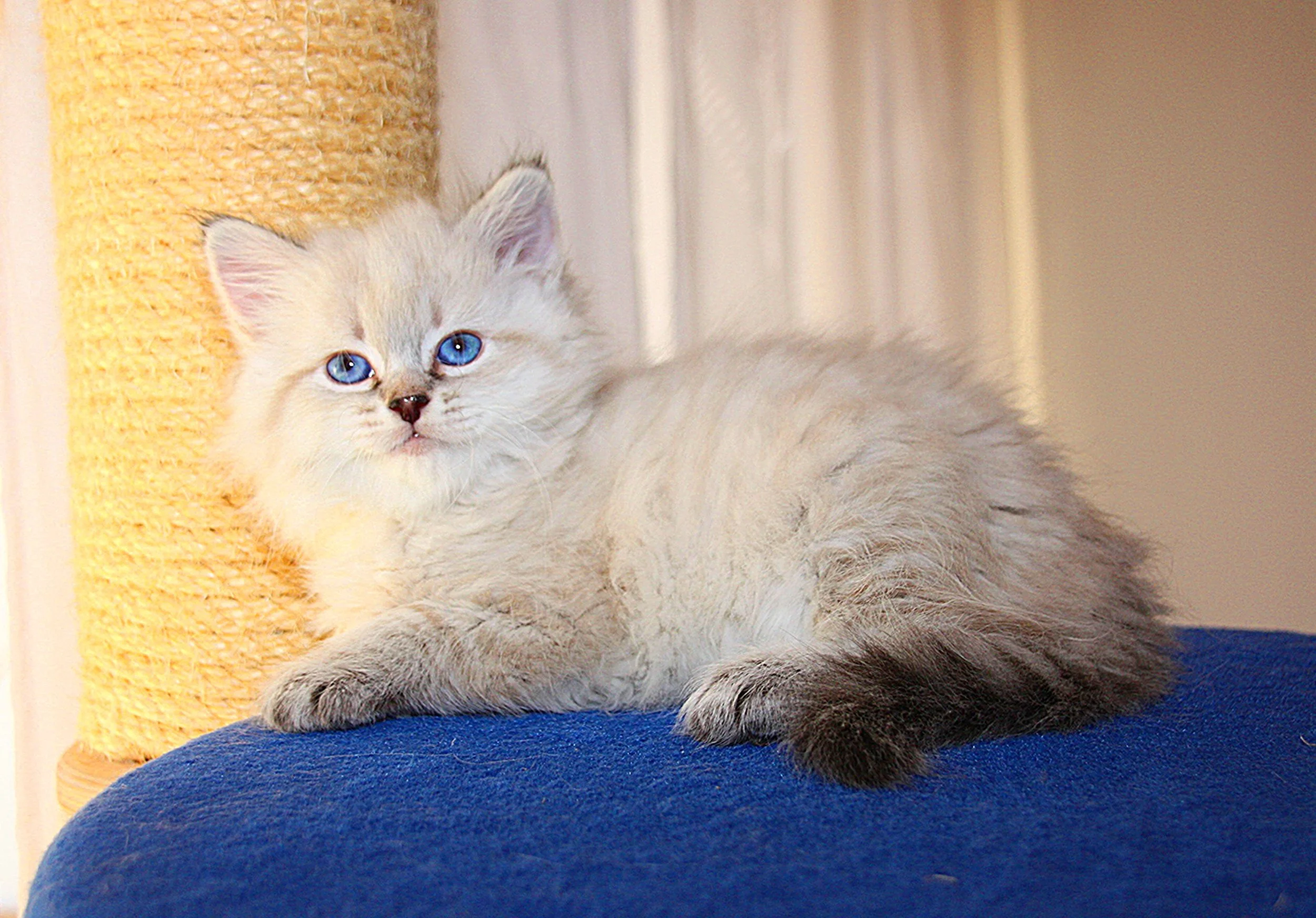 Bajun´s Calimero
C3 Wurf
seal tabby point
7.5 Wochen