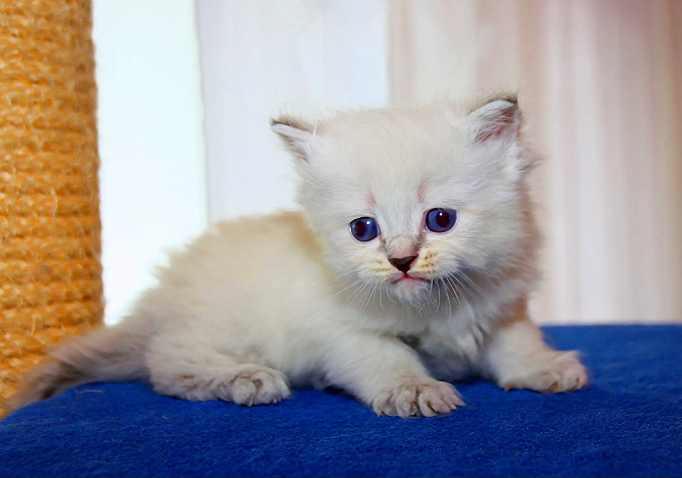 Bajun´s Dalina
Blue silver tabby point
D3 Wurf
4 Wochen