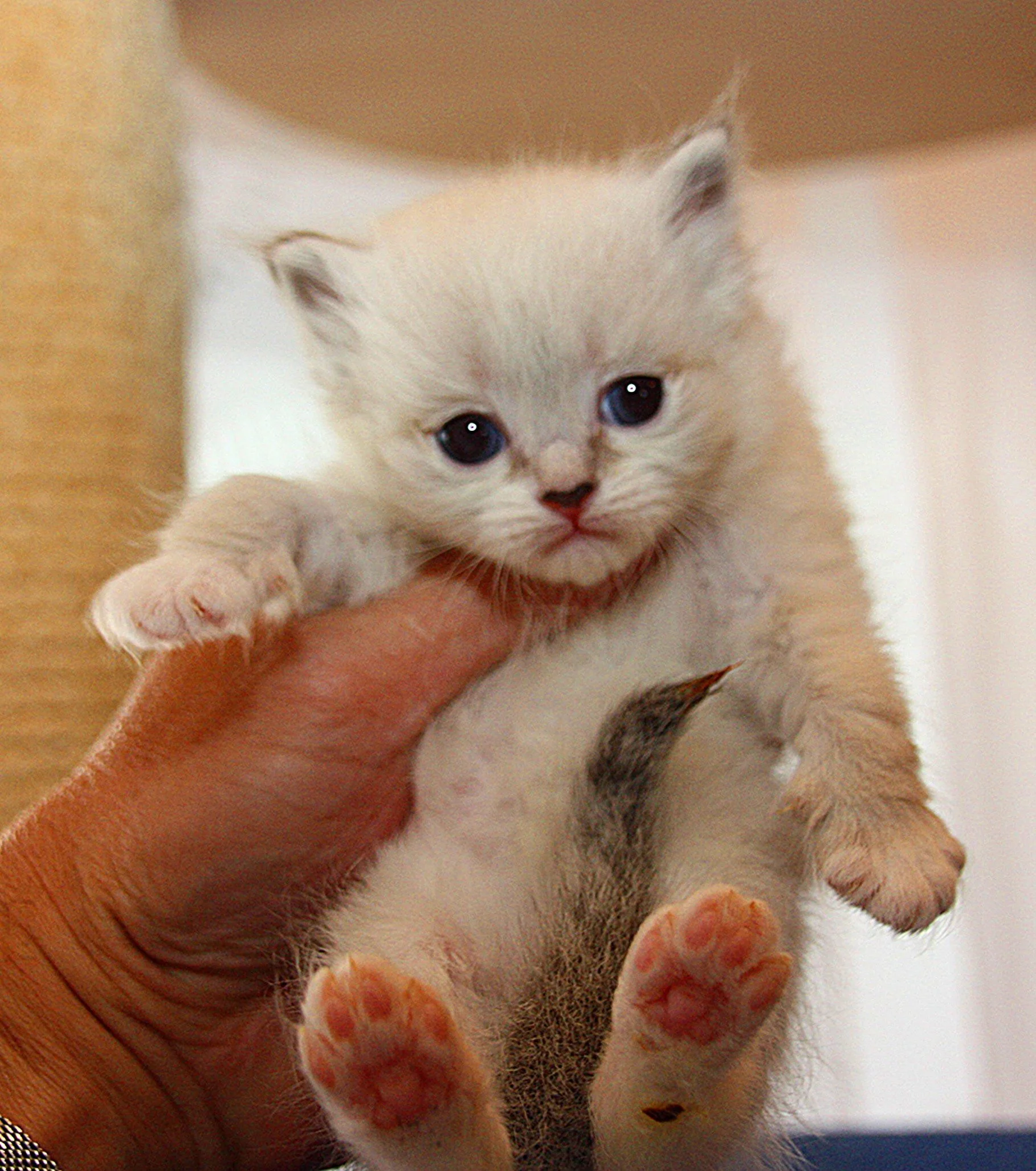 Bajun´s Fahsai
blue tabby point white
F3-Wurf
3.5 Wochen